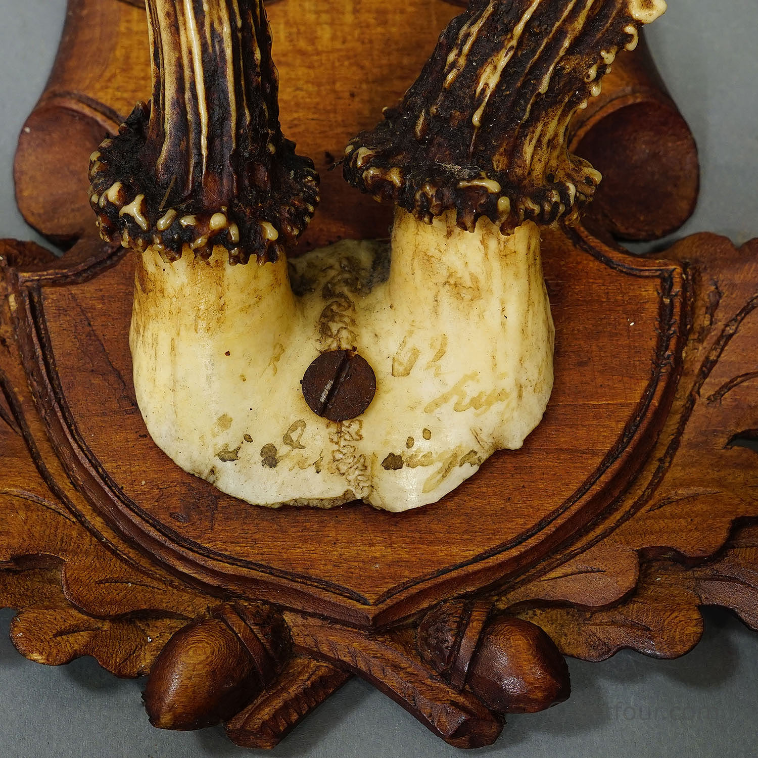 Antique Set of Black Forest Roe Deer Trophies, Germany ca. 1890s/1900s