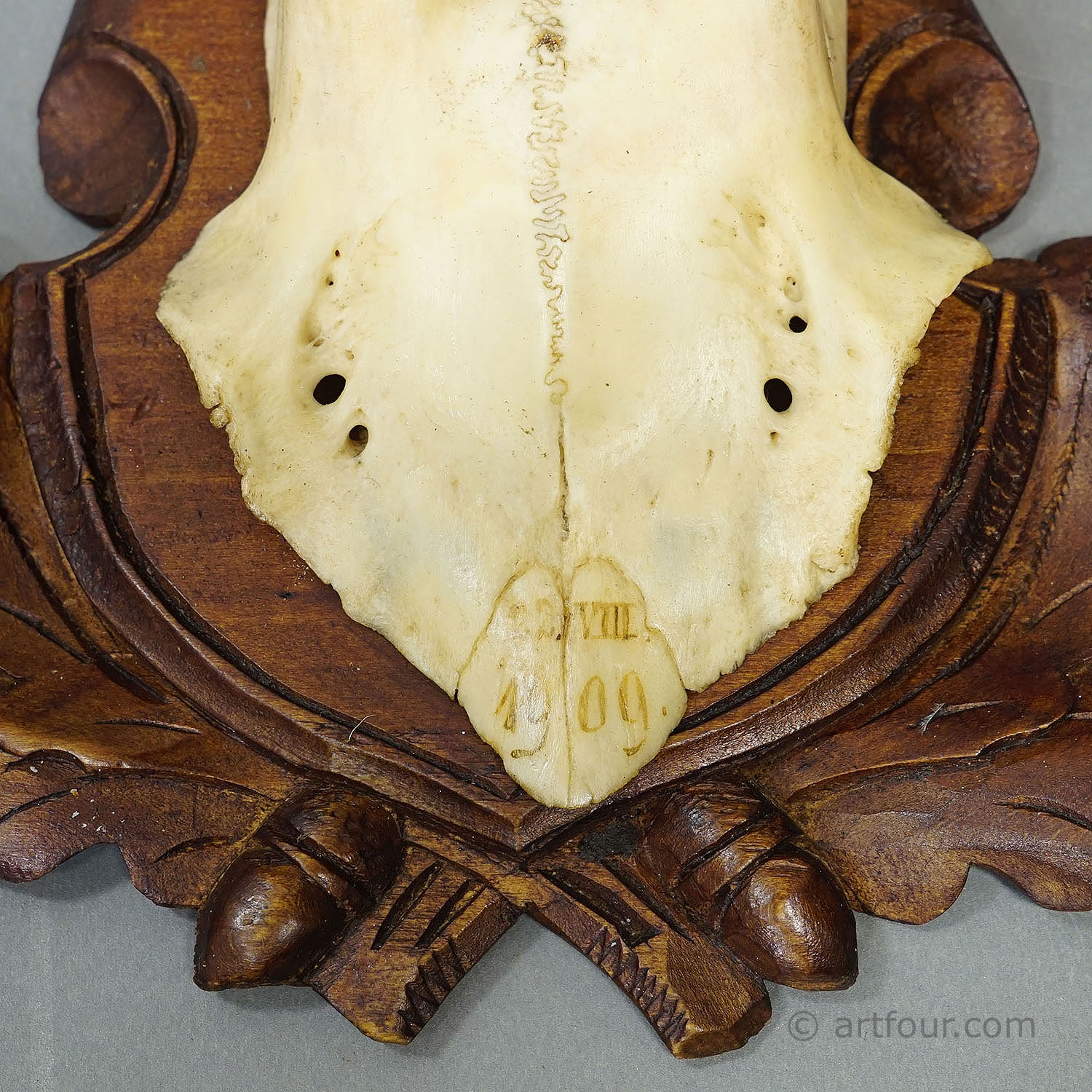 Antique Set of Black Forest Roe Deer Trophies, Germany ca. 1890s/1900s