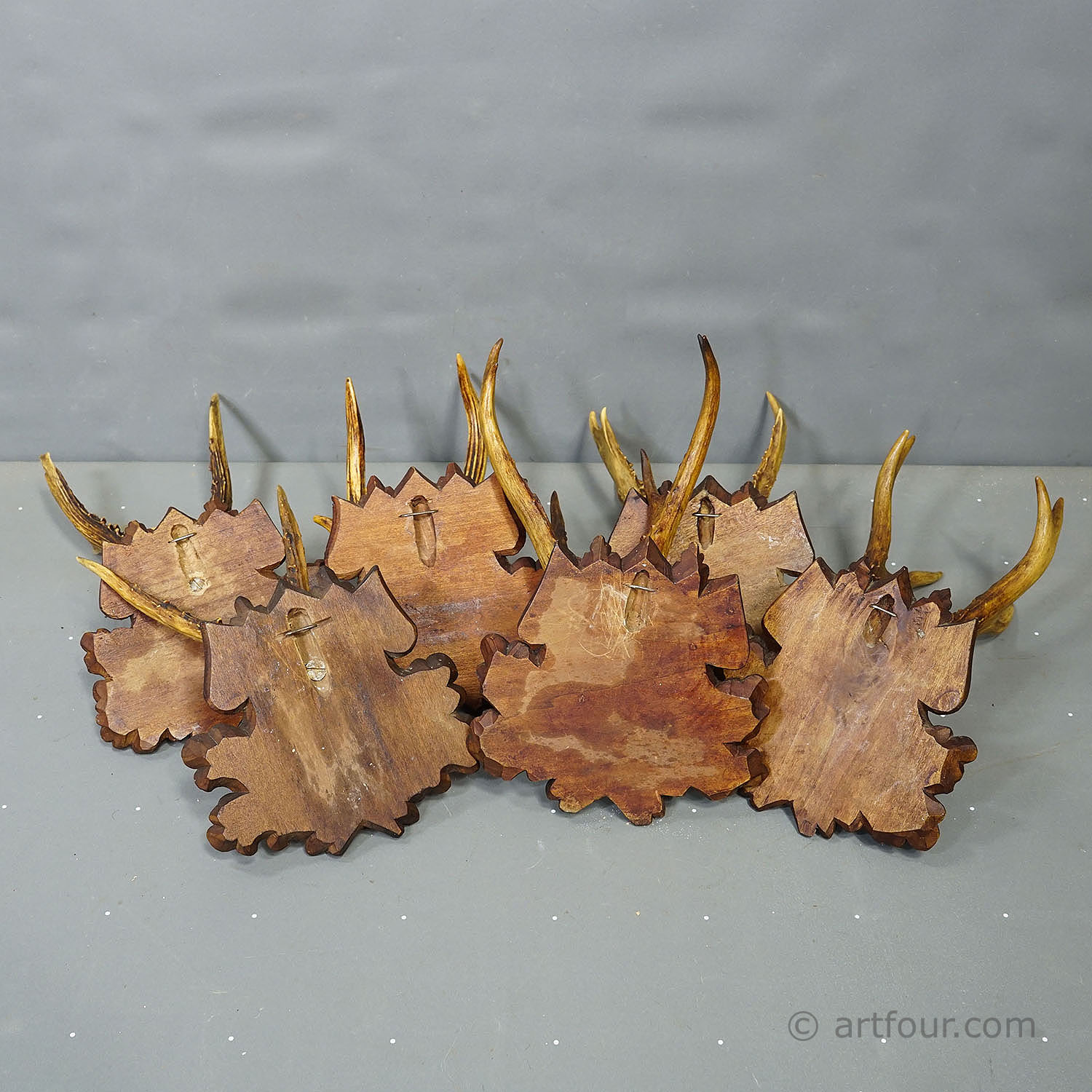 Antique Set of Black Forest Roe Deer Trophies, Germany ca. 1890s/1900s