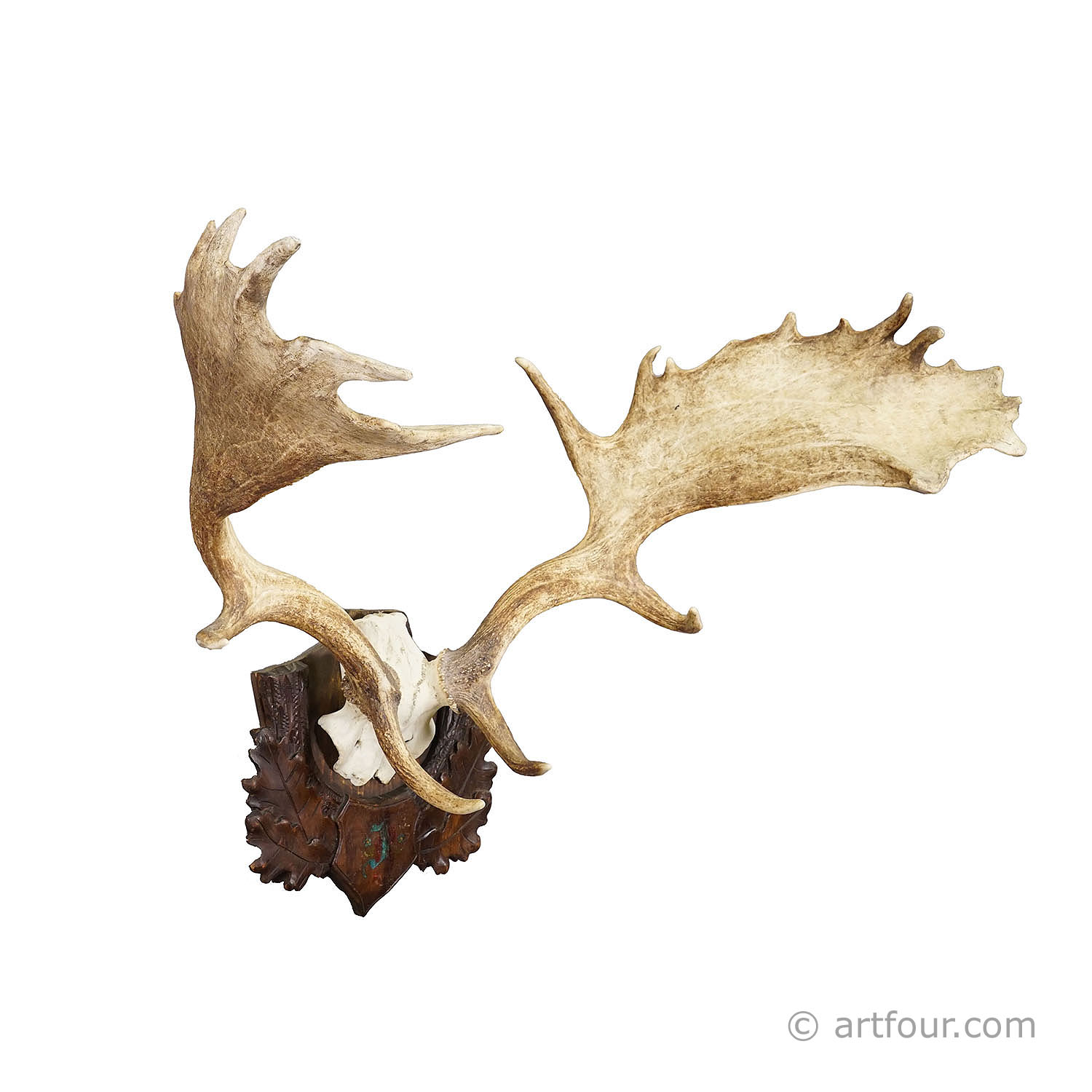 Antique Black Forest Fallow Deer Trophy, Germany ca.1900