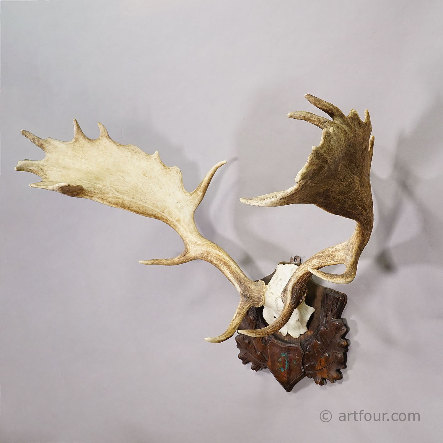 Antique Black Forest Fallow Deer Trophy, Germany ca.1900