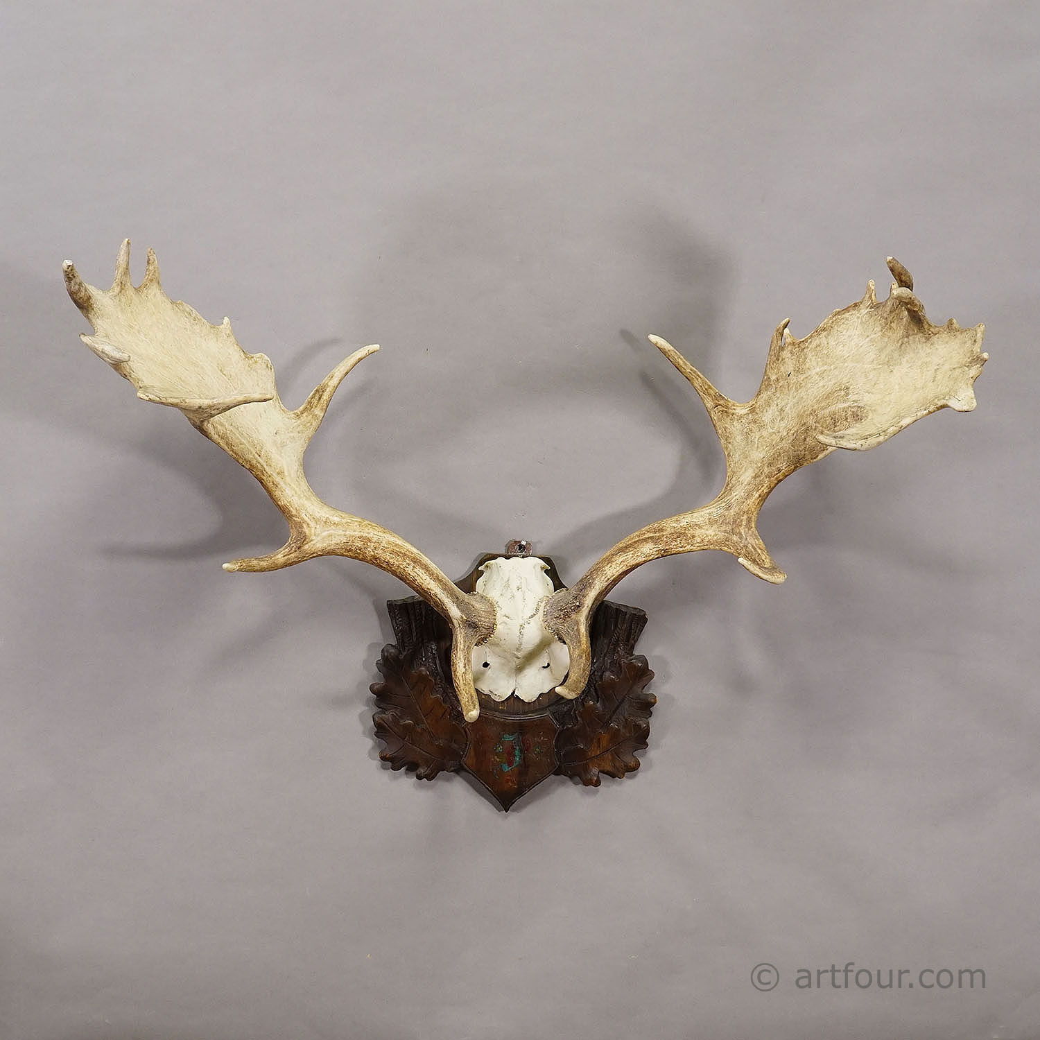 Antique Black Forest Fallow Deer Trophy, Germany ca.1900