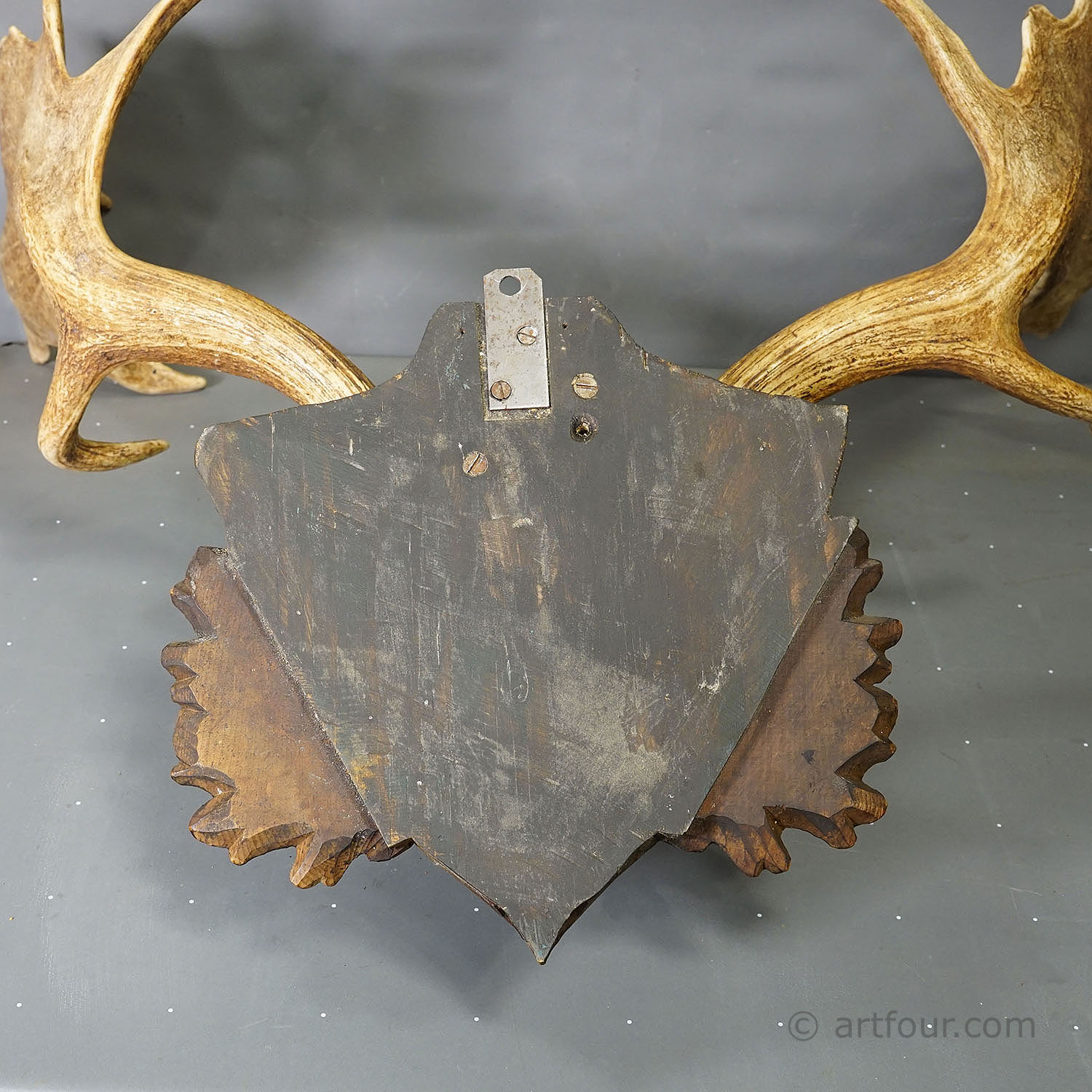 Antique Black Forest Fallow Deer Trophy, Germany ca.1900