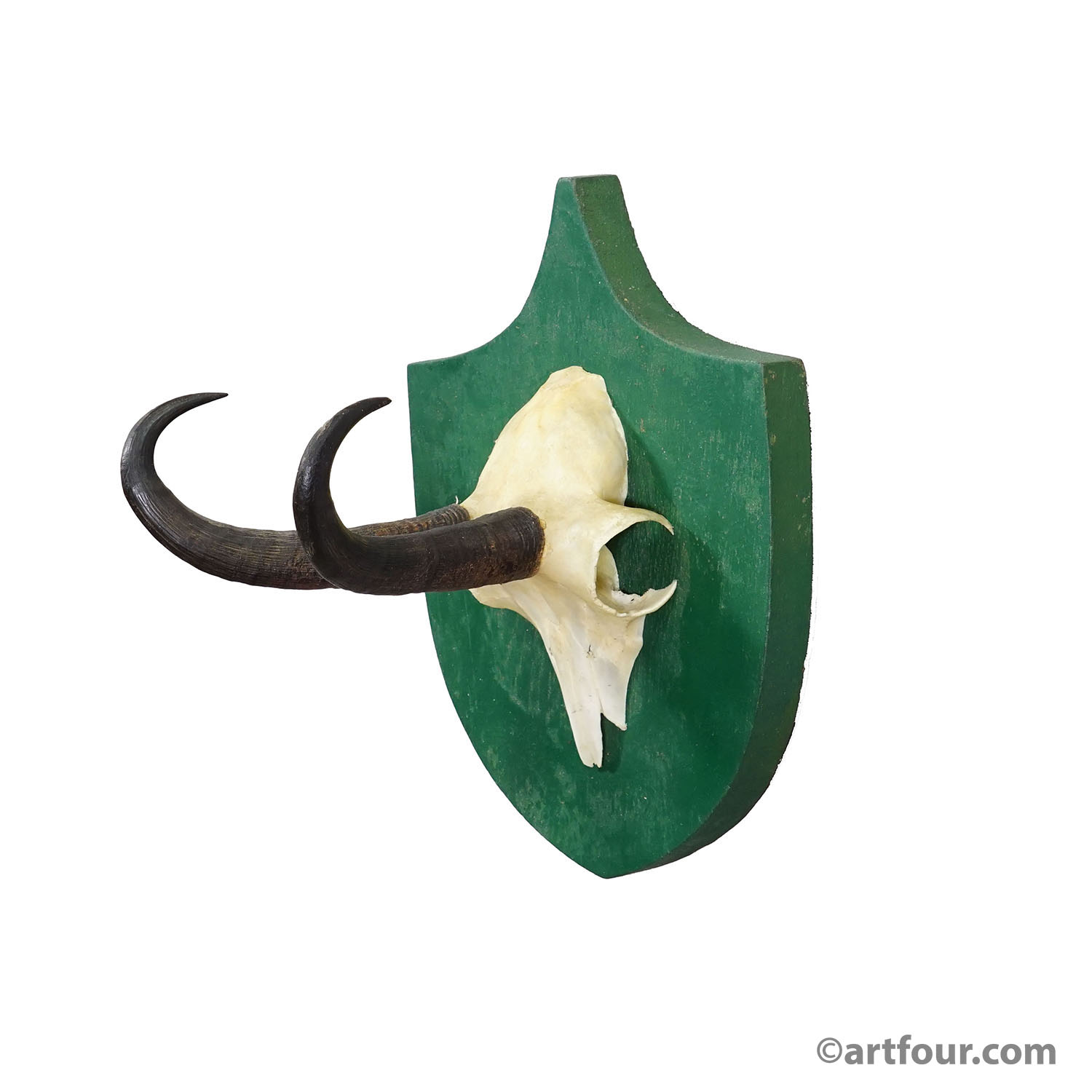 Antique Black Forest Chamois Trophy on Green Plaque - Salem Germany 1900