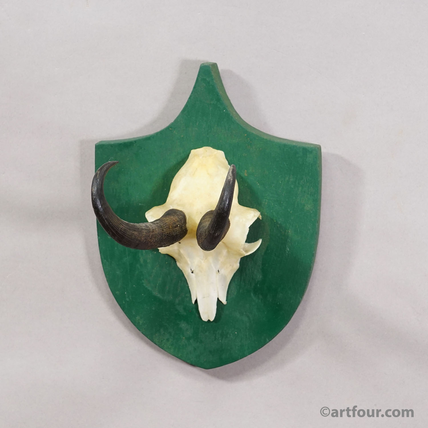 Antique Black Forest Chamois Trophy on Green Plaque - Salem Germany 1900