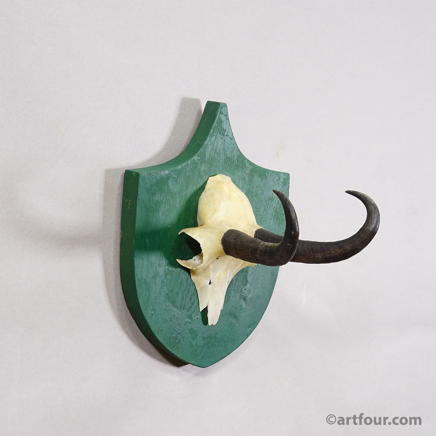 Antique Black Forest Chamois Trophy on Green Plaque - Salem Germany 1900