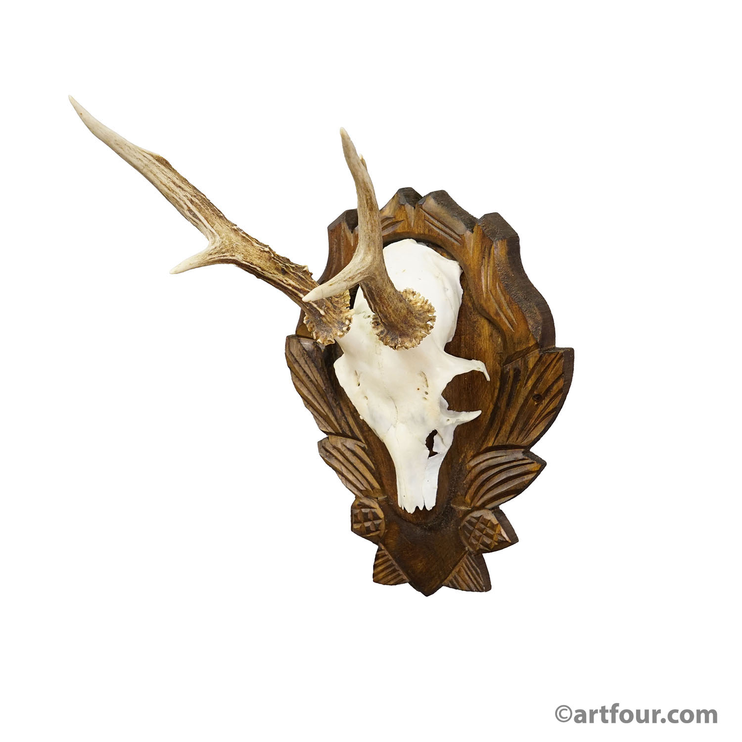 Black Forest Vintage Roe Deer Trophy on Carved Plaque 1940s