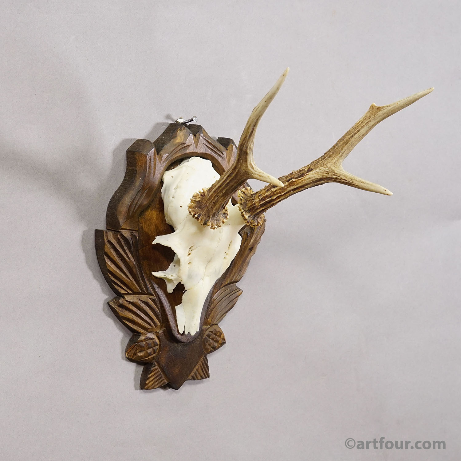 Black Forest Vintage Roe Deer Trophy on Carved Plaque 1940s