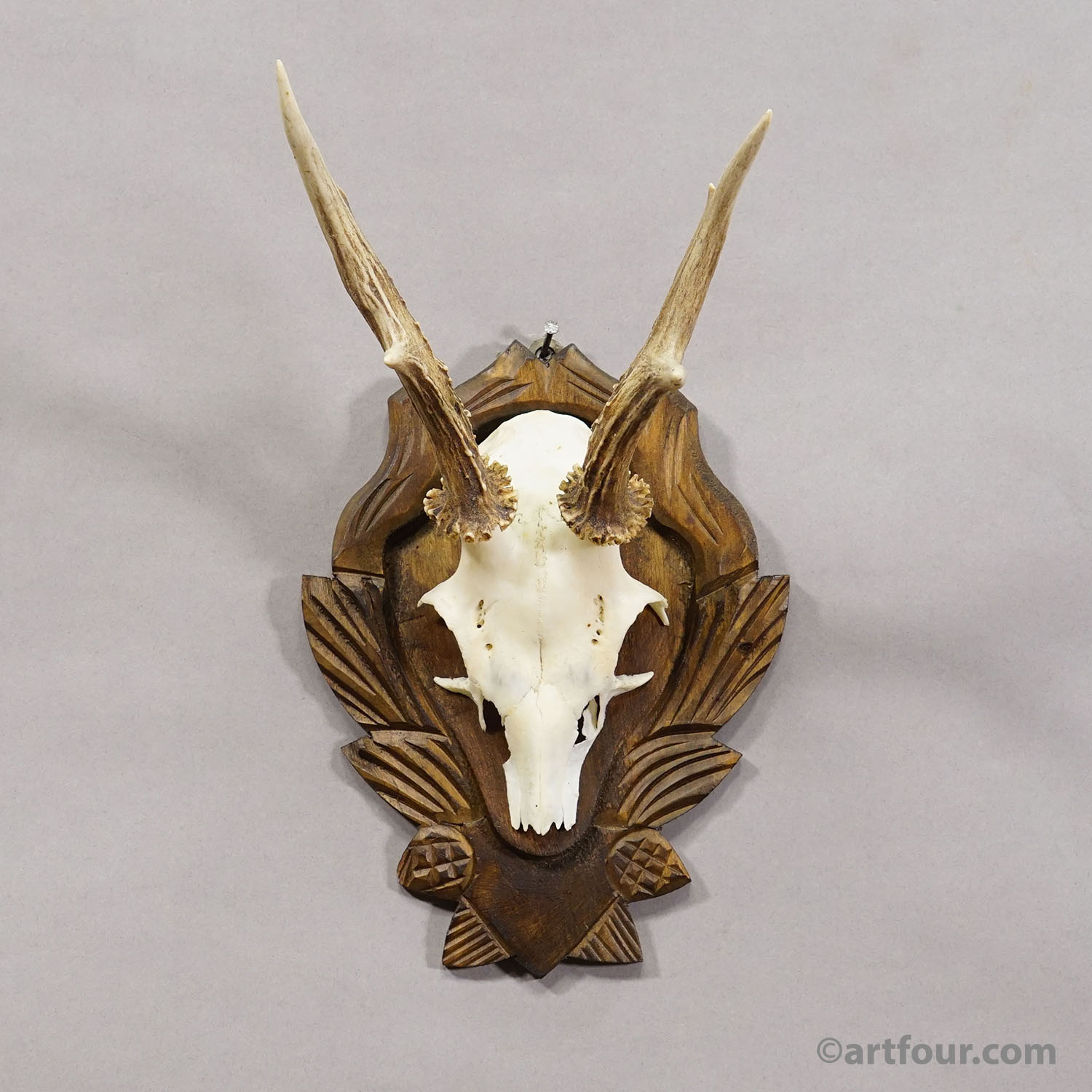 Black Forest Vintage Roe Deer Trophy on Carved Plaque 1940s