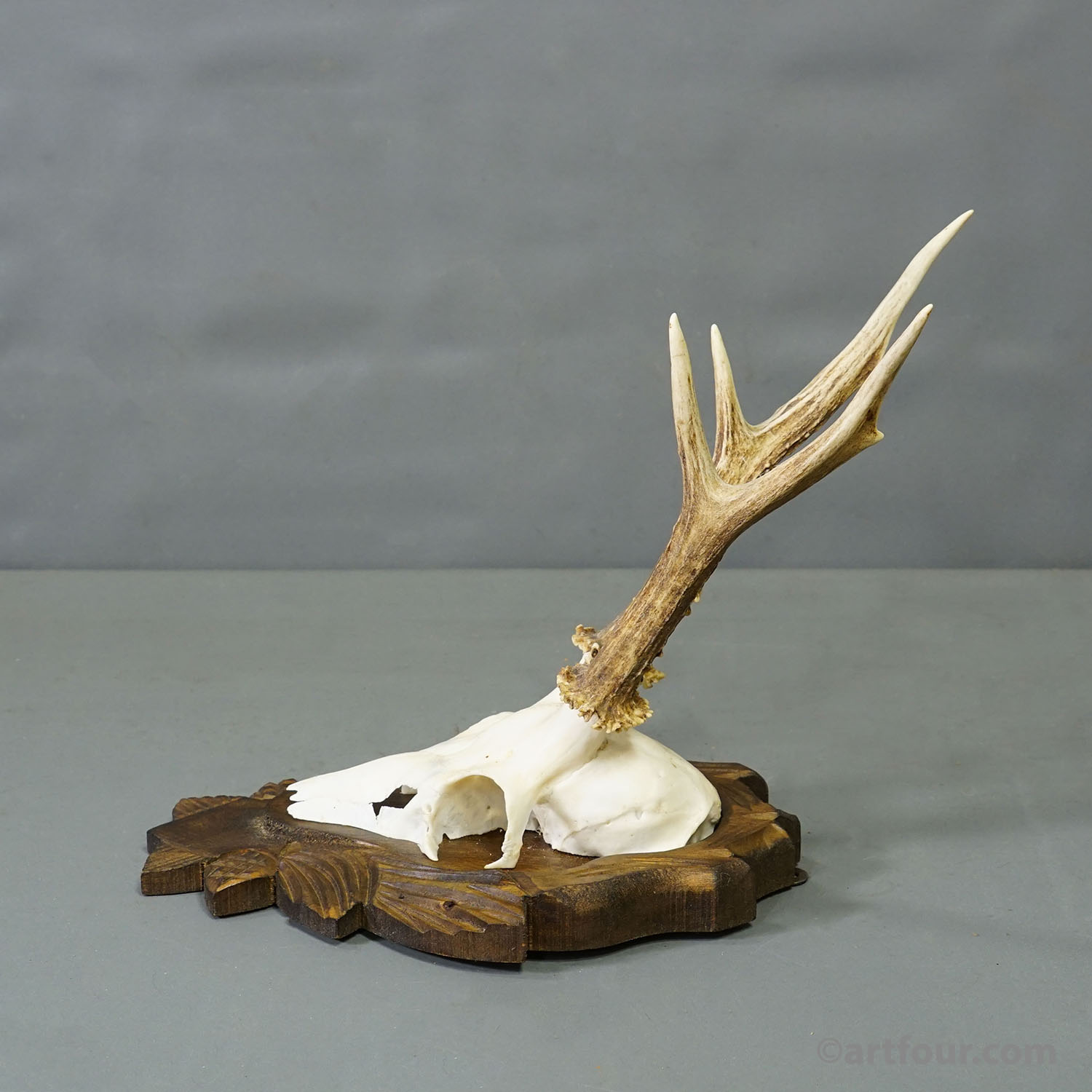 Black Forest Vintage Roe Deer Trophy on Carved Plaque 1940s