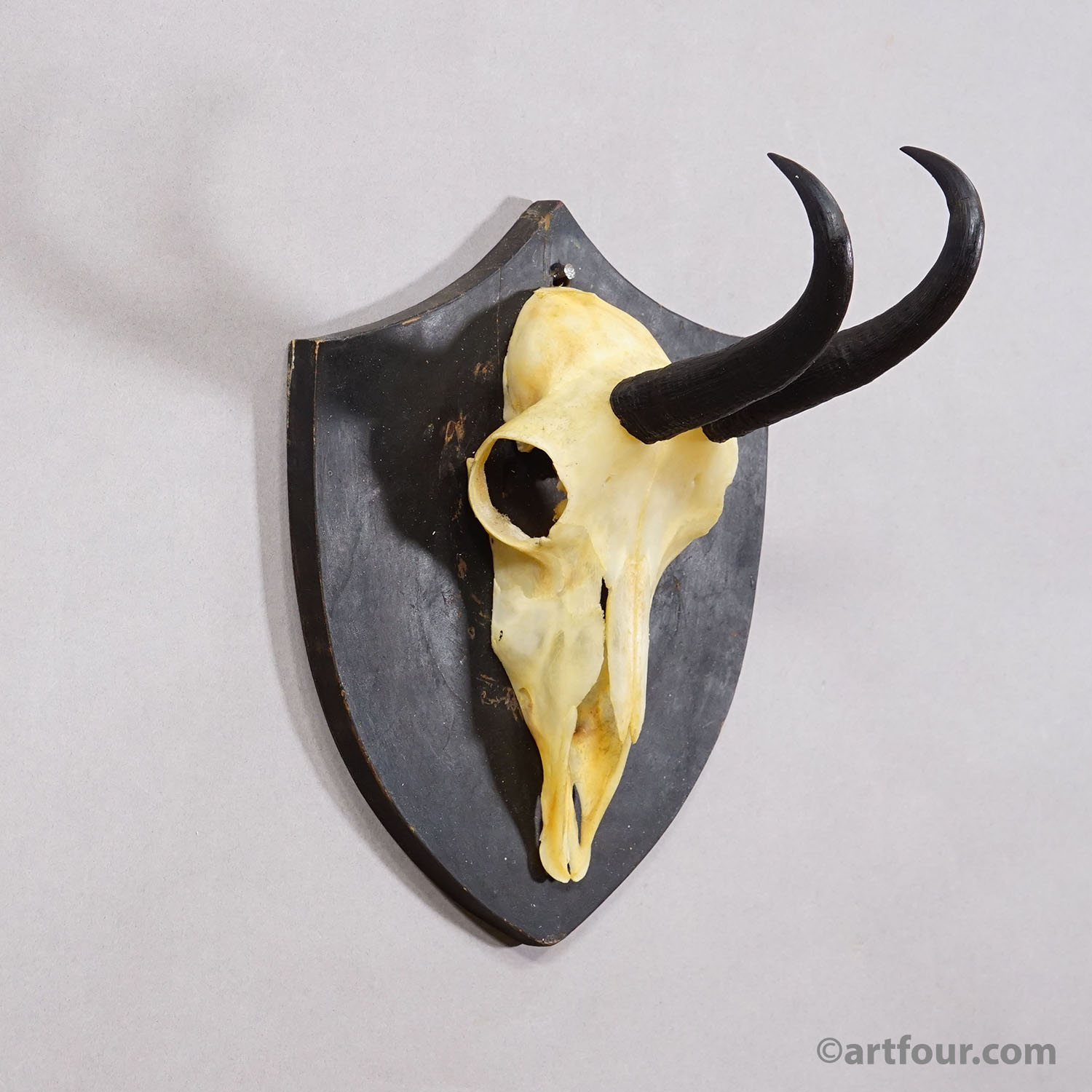 Antique Black Forest Chamois Trophy on Black Plaque - Salem Germany 1876