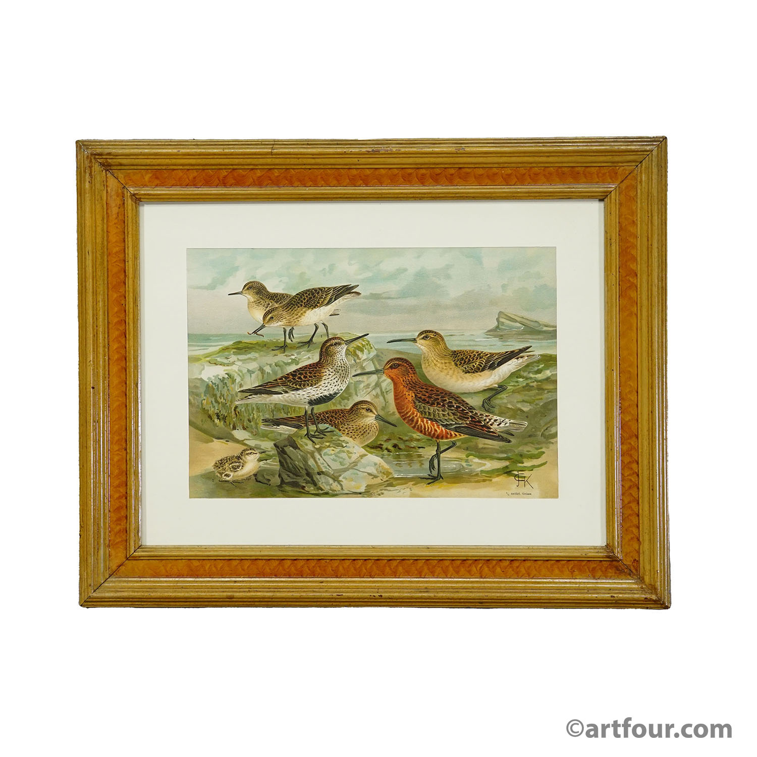 Print of a Group of Shorebirds after Naumann in Wooden Frame, Germany 1900s