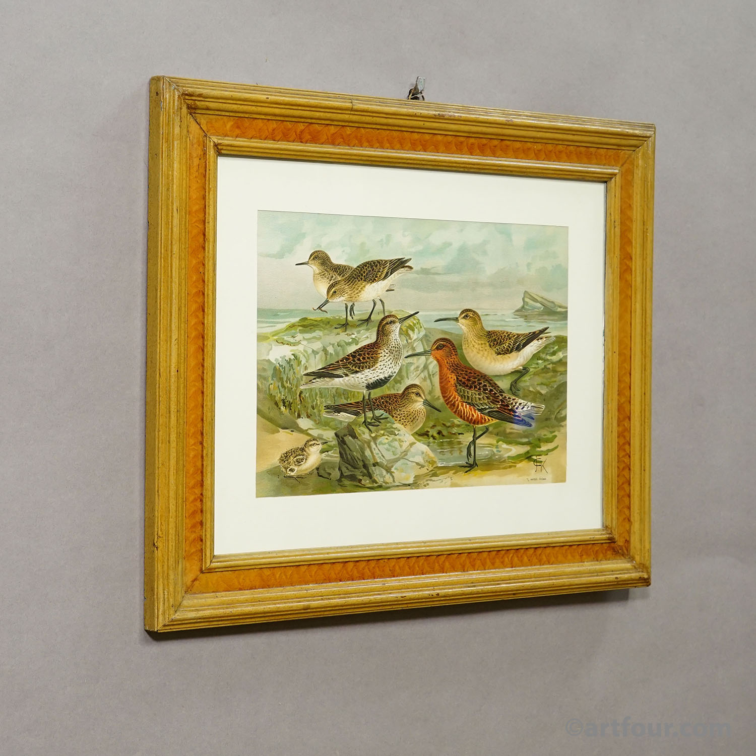 Print of a Group of Shorebirds after Naumann in Wooden Frame, Germany 1900s