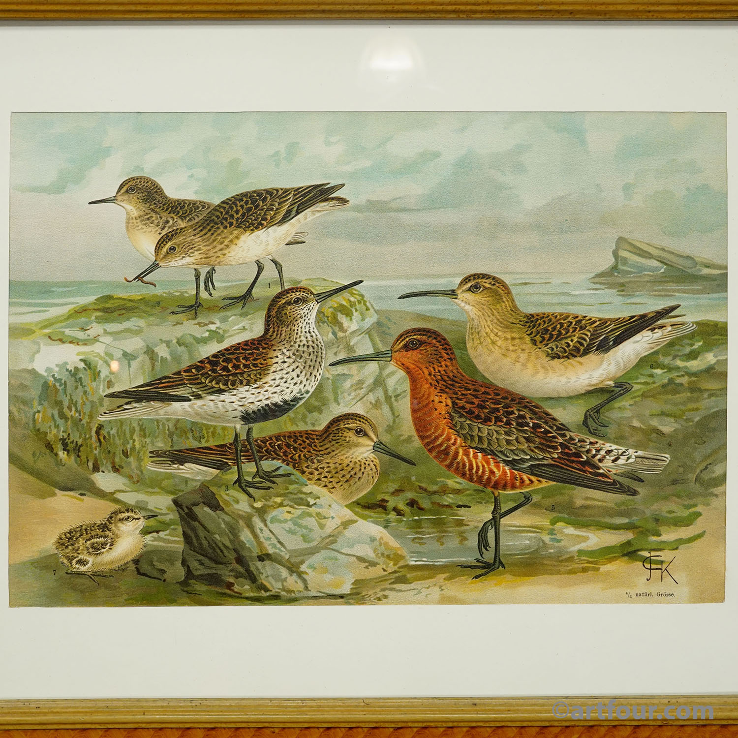 Print of a Group of Shorebirds after Naumann in Wooden Frame, Germany 1900s