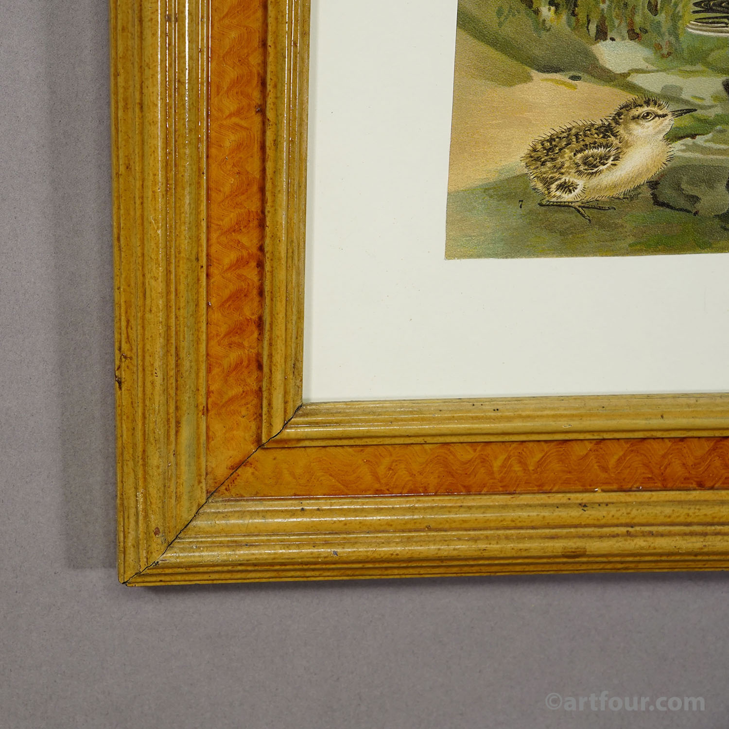 Print of a Group of Shorebirds after Naumann in Wooden Frame, Germany 1900s