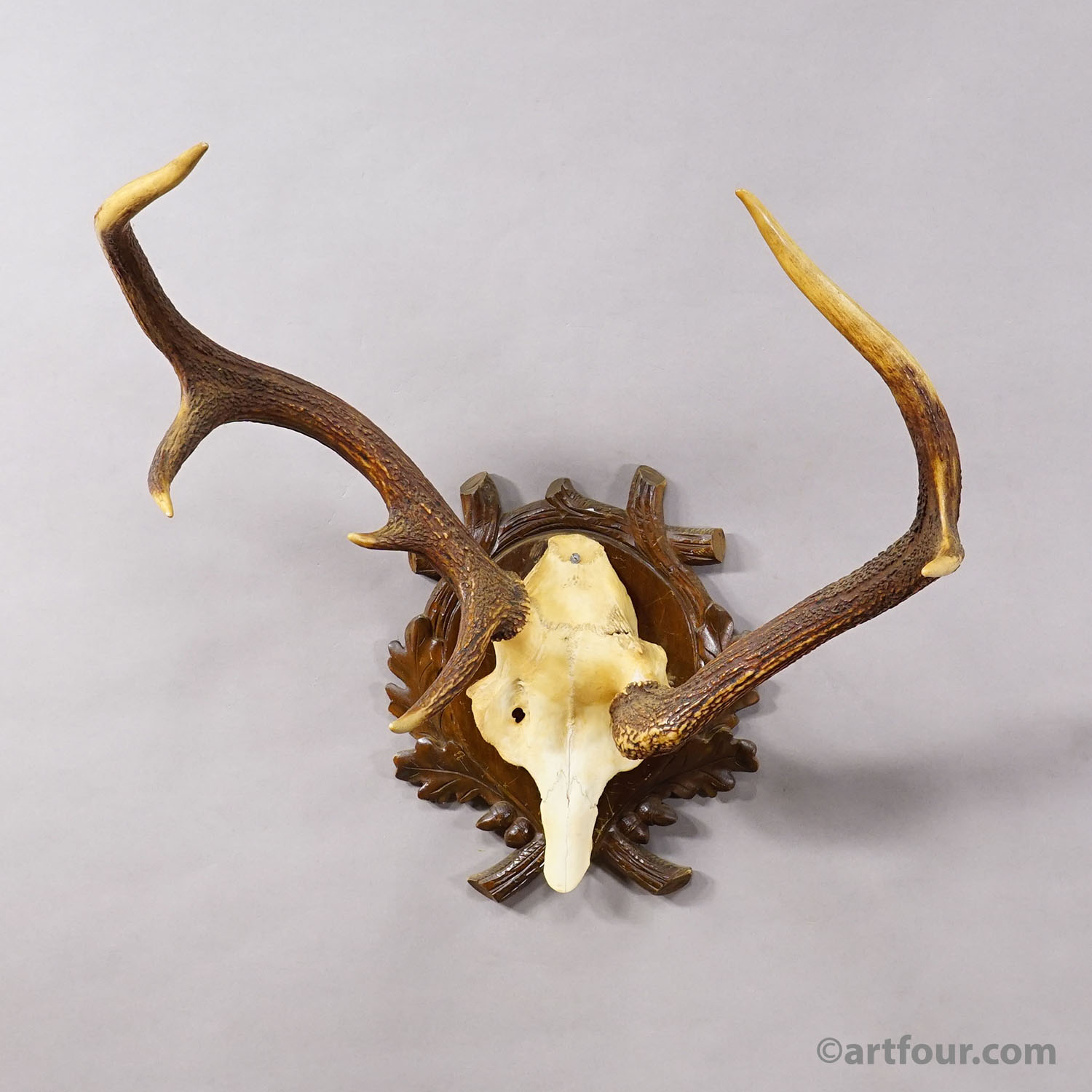 Abnorm Black Forest Red Deer Trophy on Carved Plaque Germany 1930s