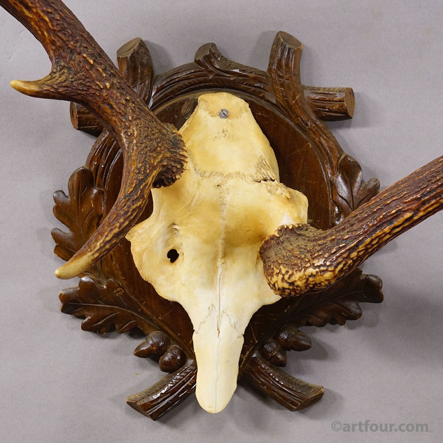 Abnorm Black Forest Red Deer Trophy on Carved Plaque Germany 1930s
