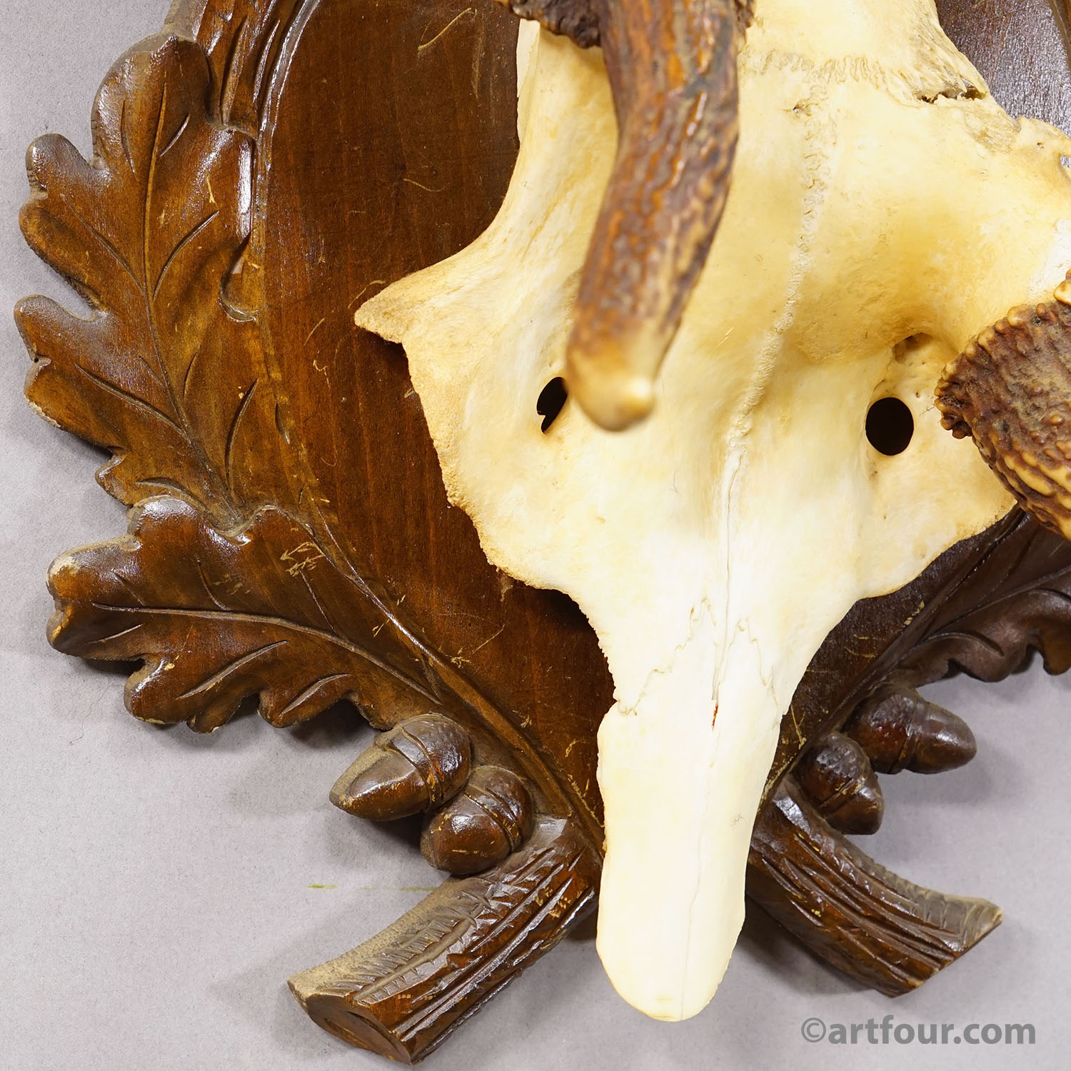 Abnorm Black Forest Red Deer Trophy on Carved Plaque Germany 1930s