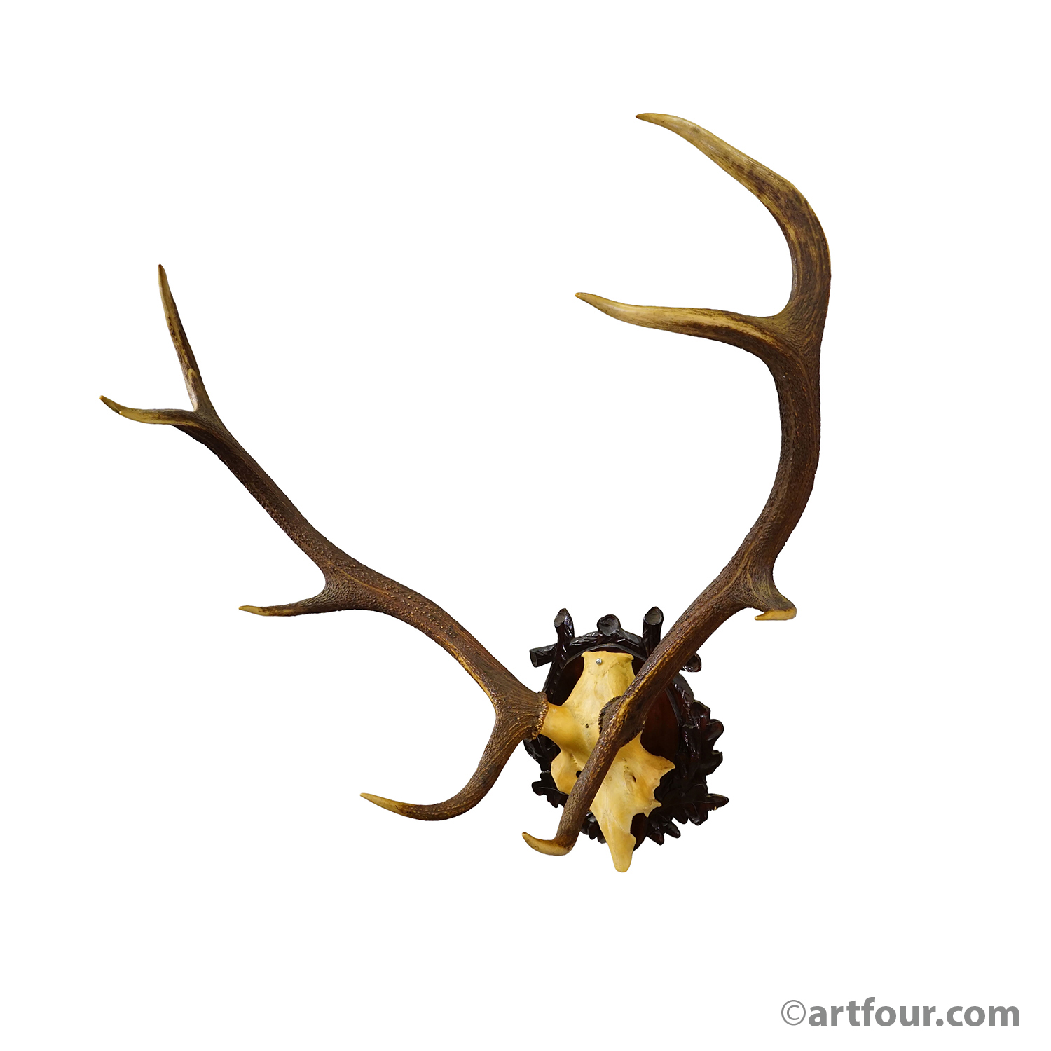 Large Black Forest Red Deer Trophy on Carved Plaque - Germany 1940s