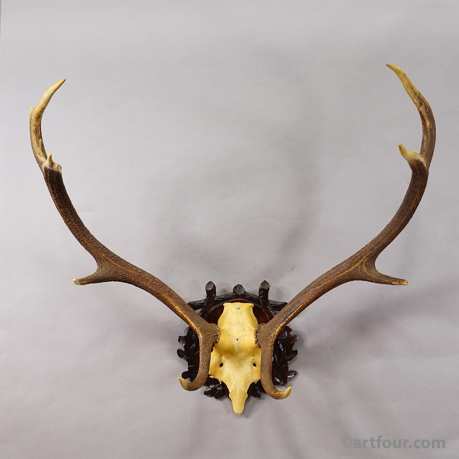 Large Black Forest Red Deer Trophy on Carved Plaque - Germany 1940s