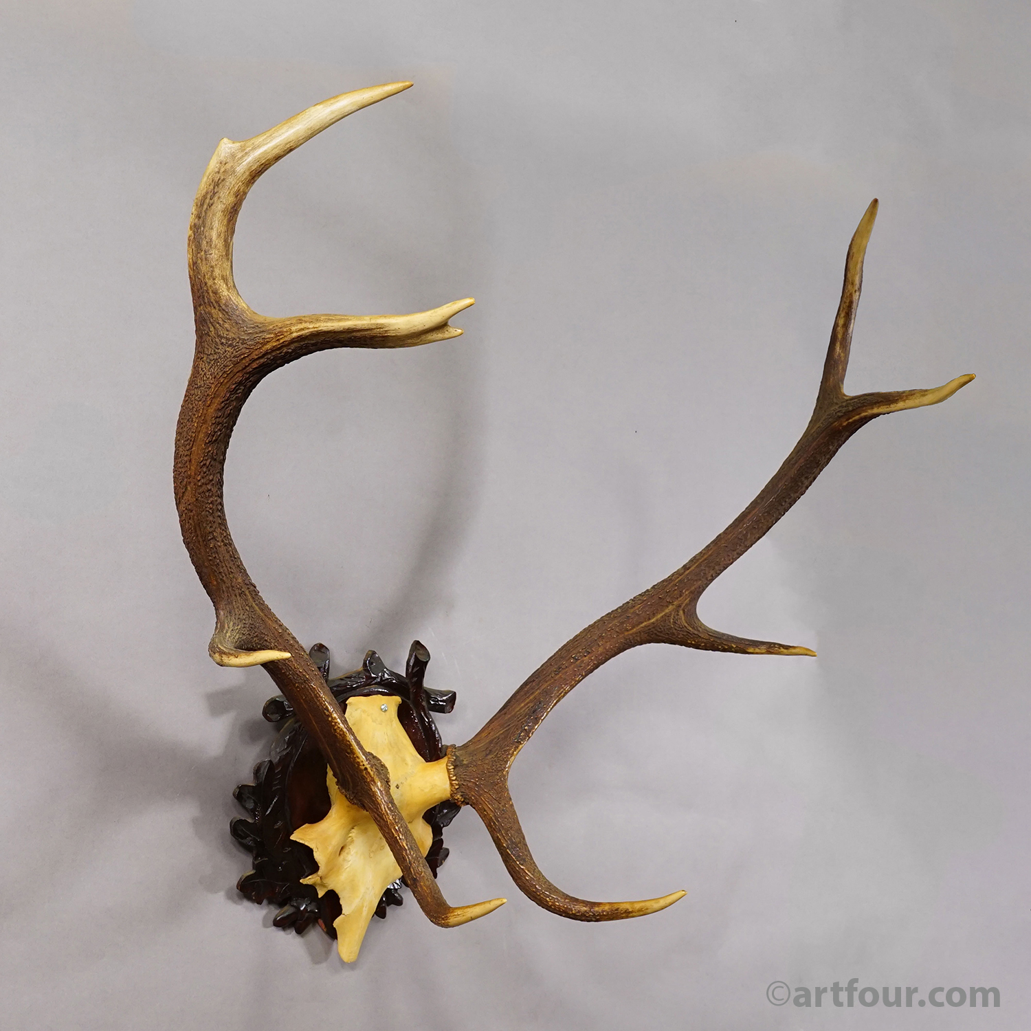 Large Black Forest Red Deer Trophy on Carved Plaque - Germany 1940s