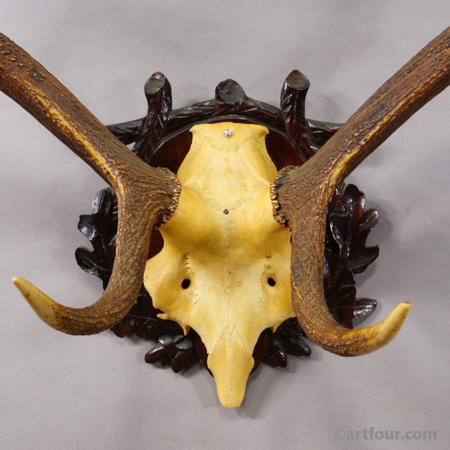 Large Black Forest Red Deer Trophy on Carved Plaque - Germany 1940s