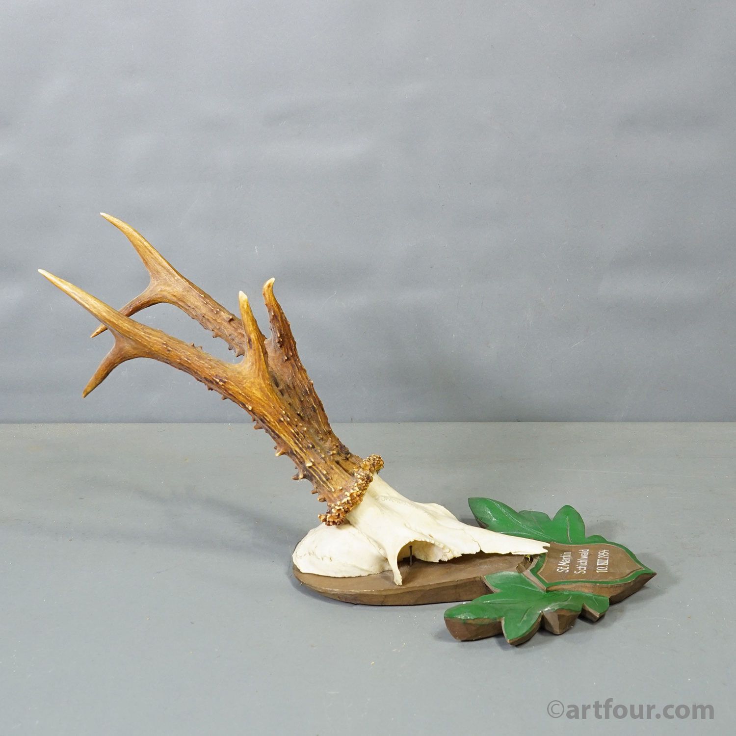 Great Black Forest Red Deer Trophy on Carved Plaque - Germany 1954