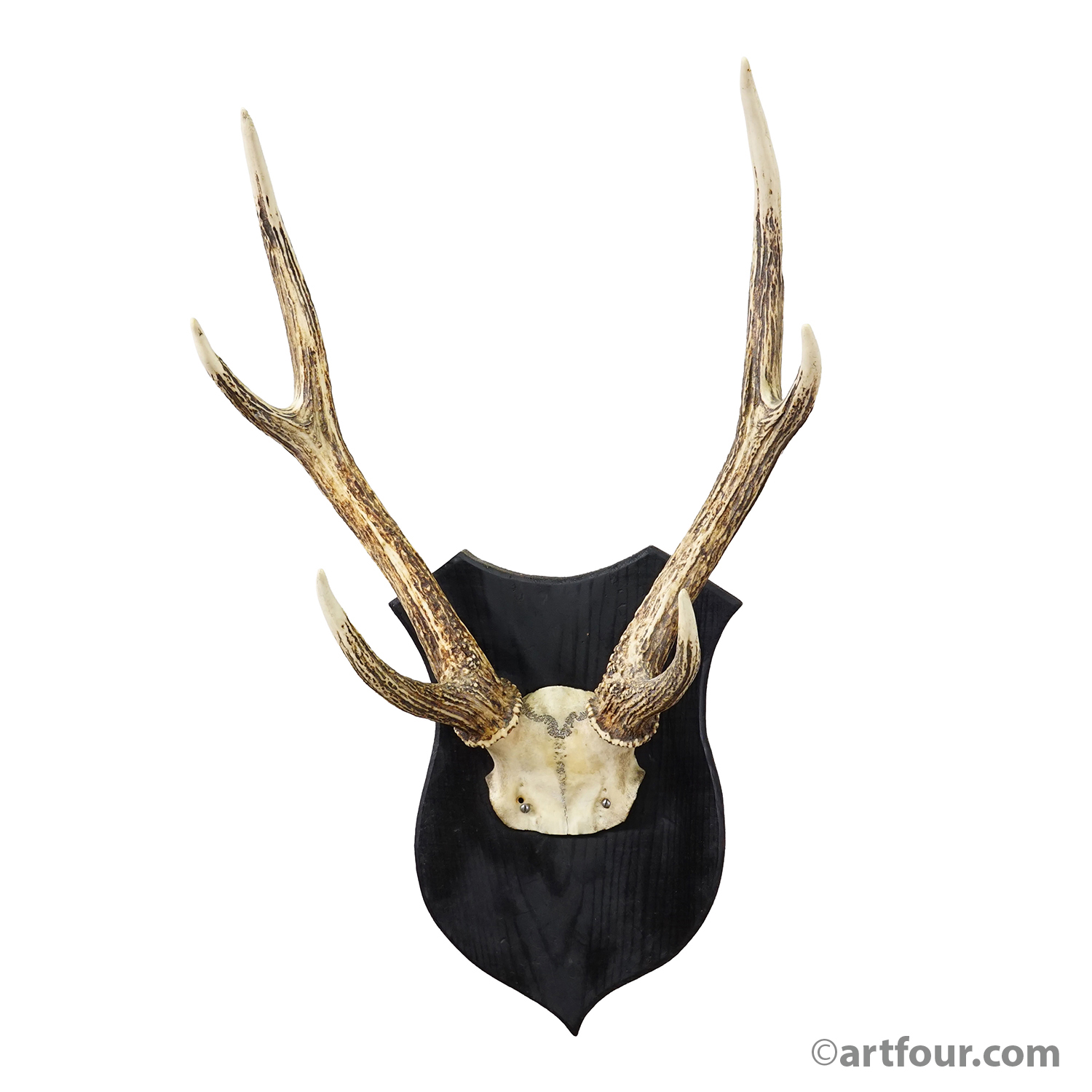 Antique Black Forest Sika Deer Trophy on Black Plaque - Germany ca. 1920