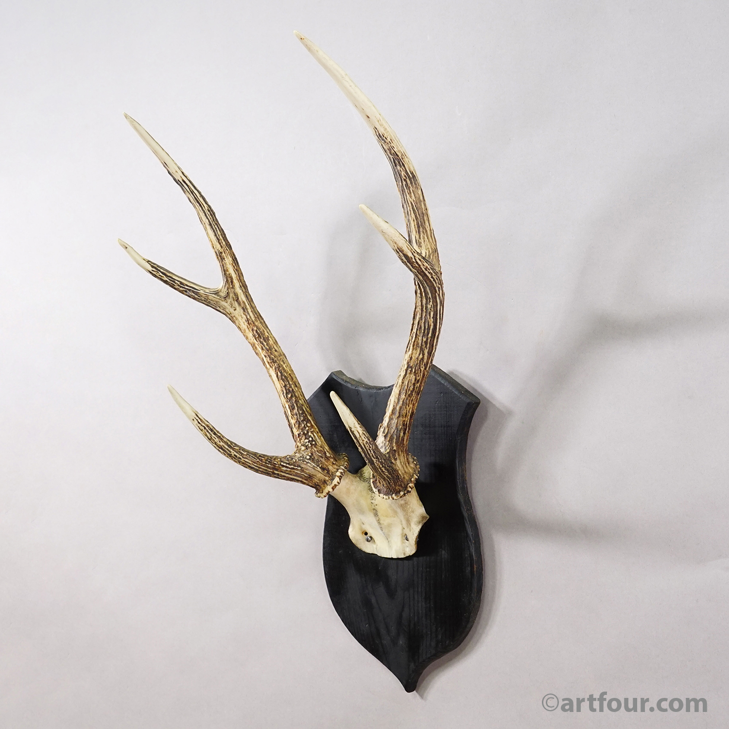 Antique Black Forest Sika Deer Trophy on Black Plaque - Germany ca. 1920