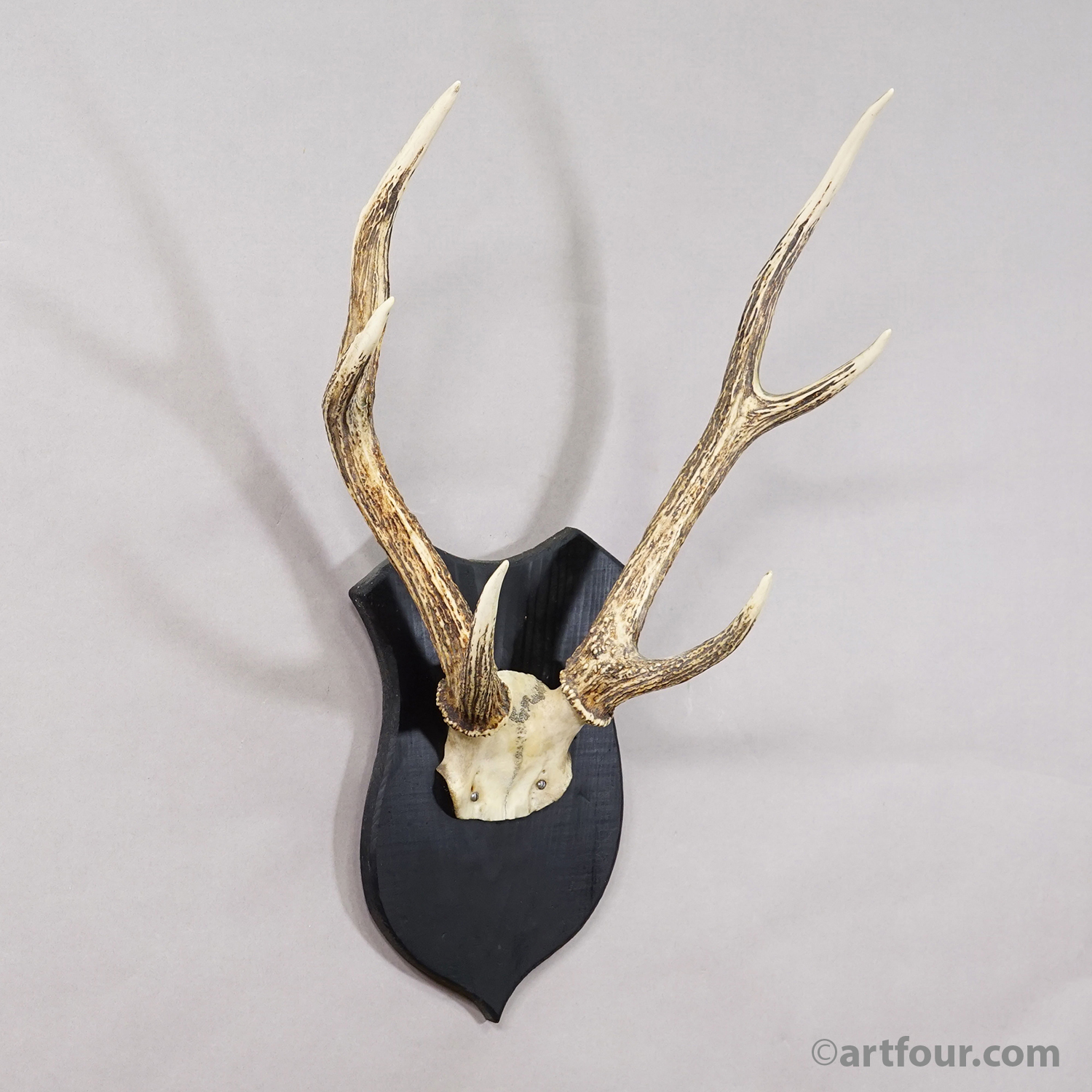 Antique Black Forest Sika Deer Trophy on Black Plaque - Germany ca. 1920
