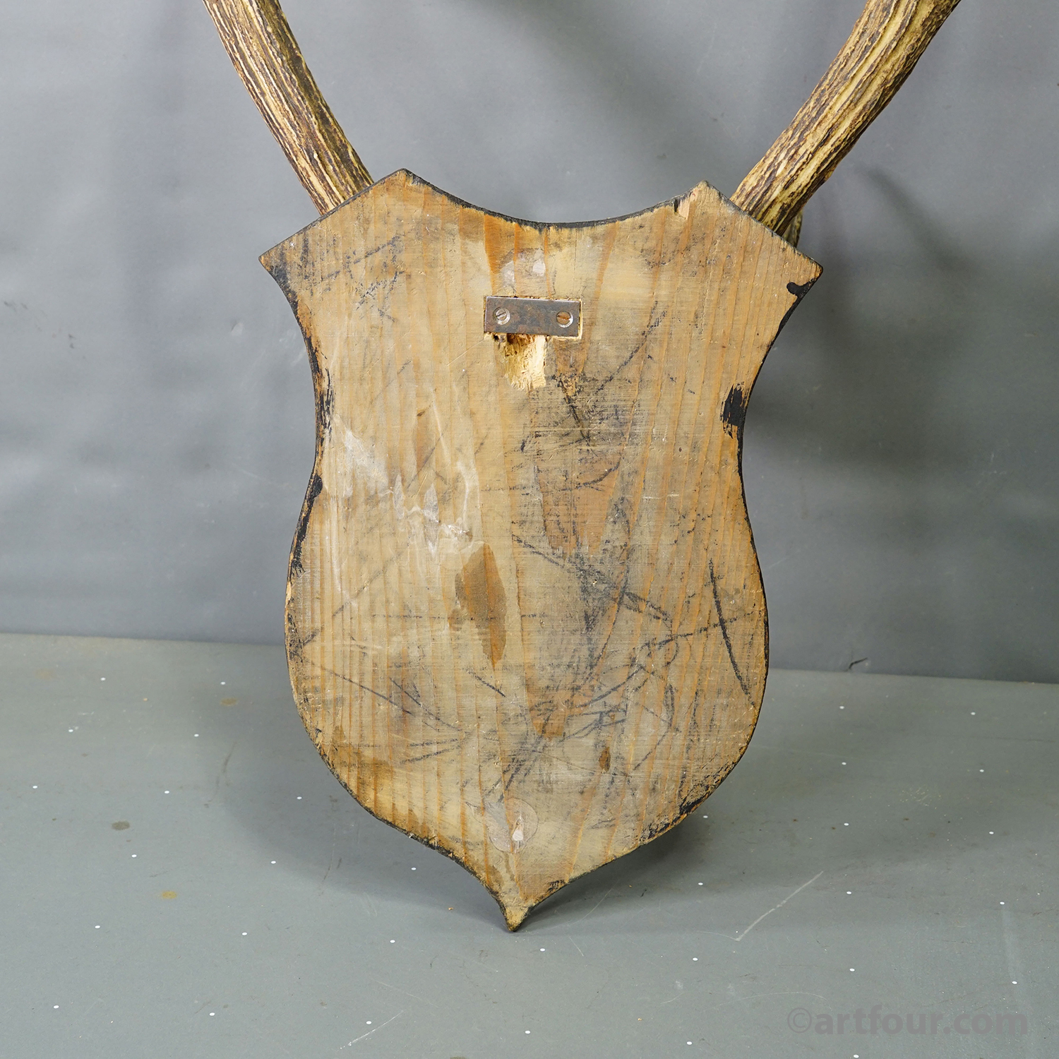 Antique Black Forest Sika Deer Trophy on Black Plaque - Germany ca. 1920