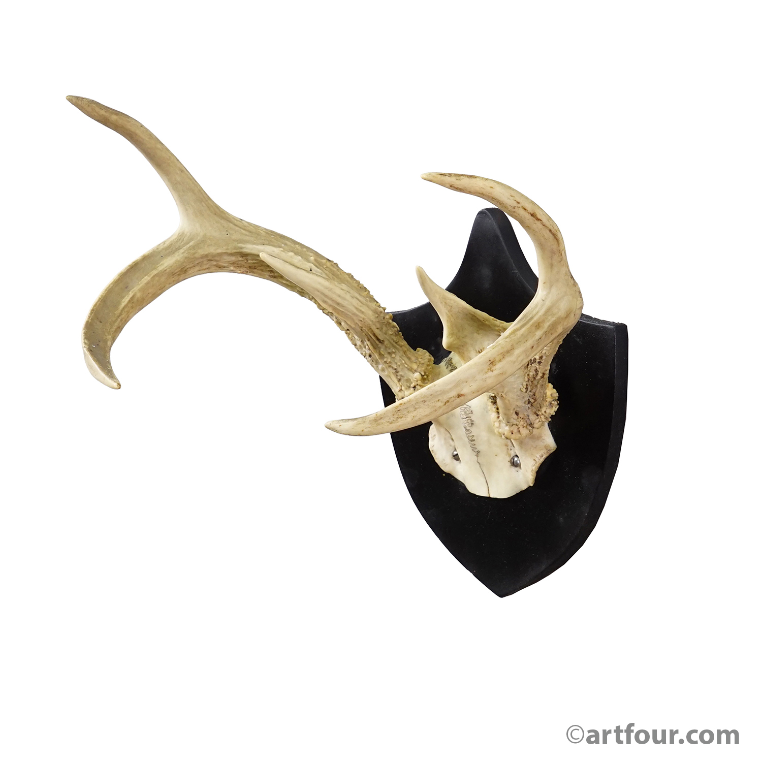 Black Forest White-Tailed Deer Trophy on Black Plaque Germany 1878