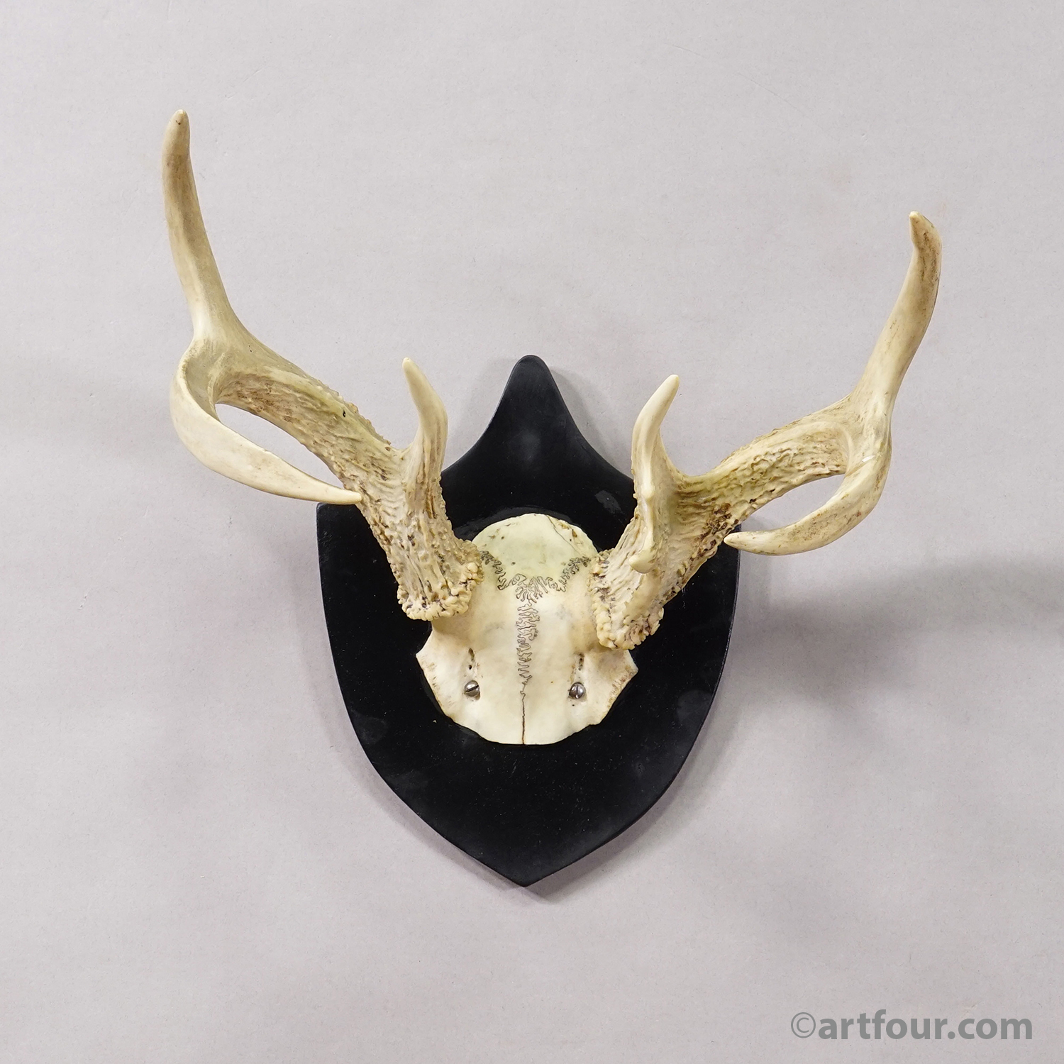 Black Forest White-Tailed Deer Trophy on Black Plaque Germany 1878
