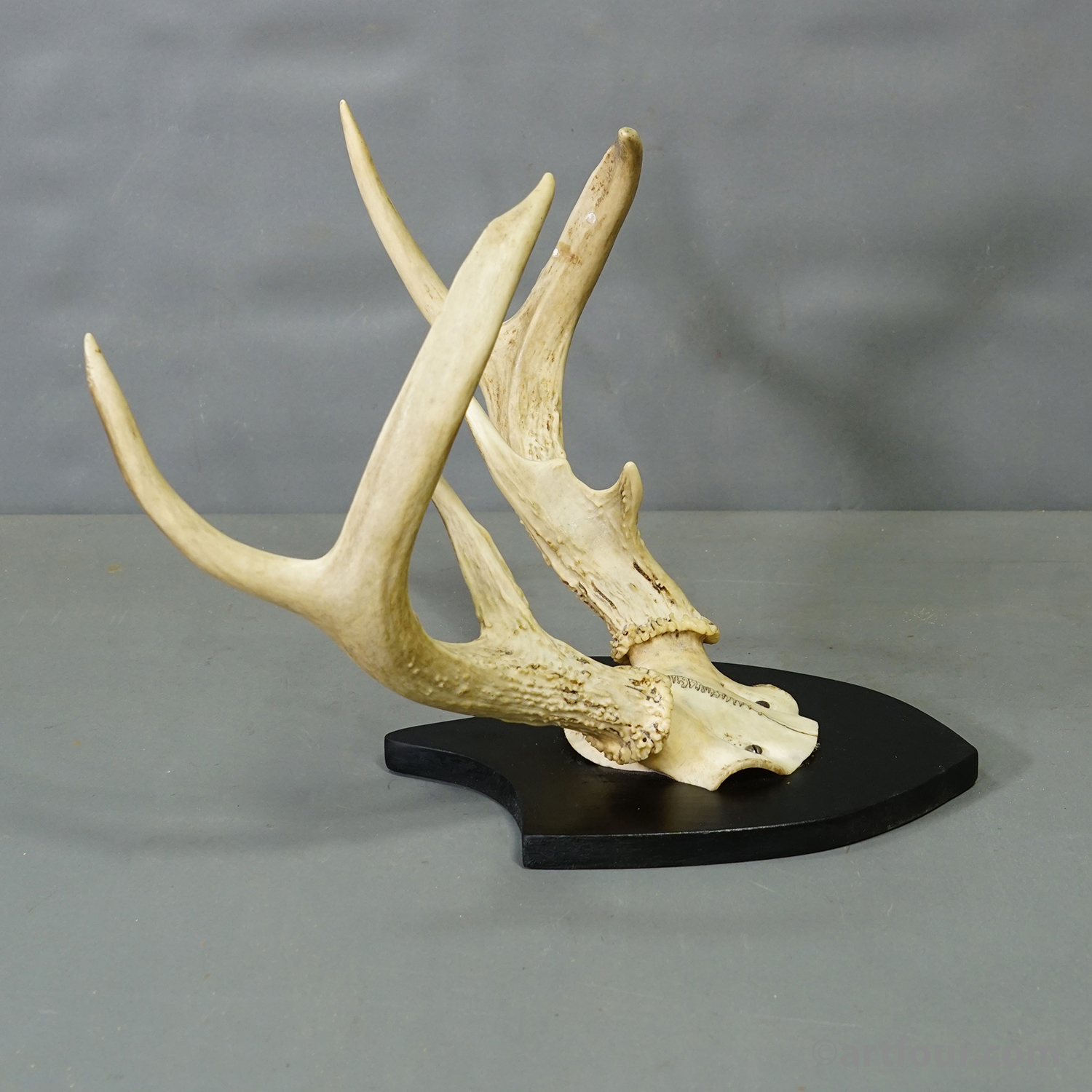 Black Forest White-Tailed Deer Trophy on Black Plaque Germany 1878