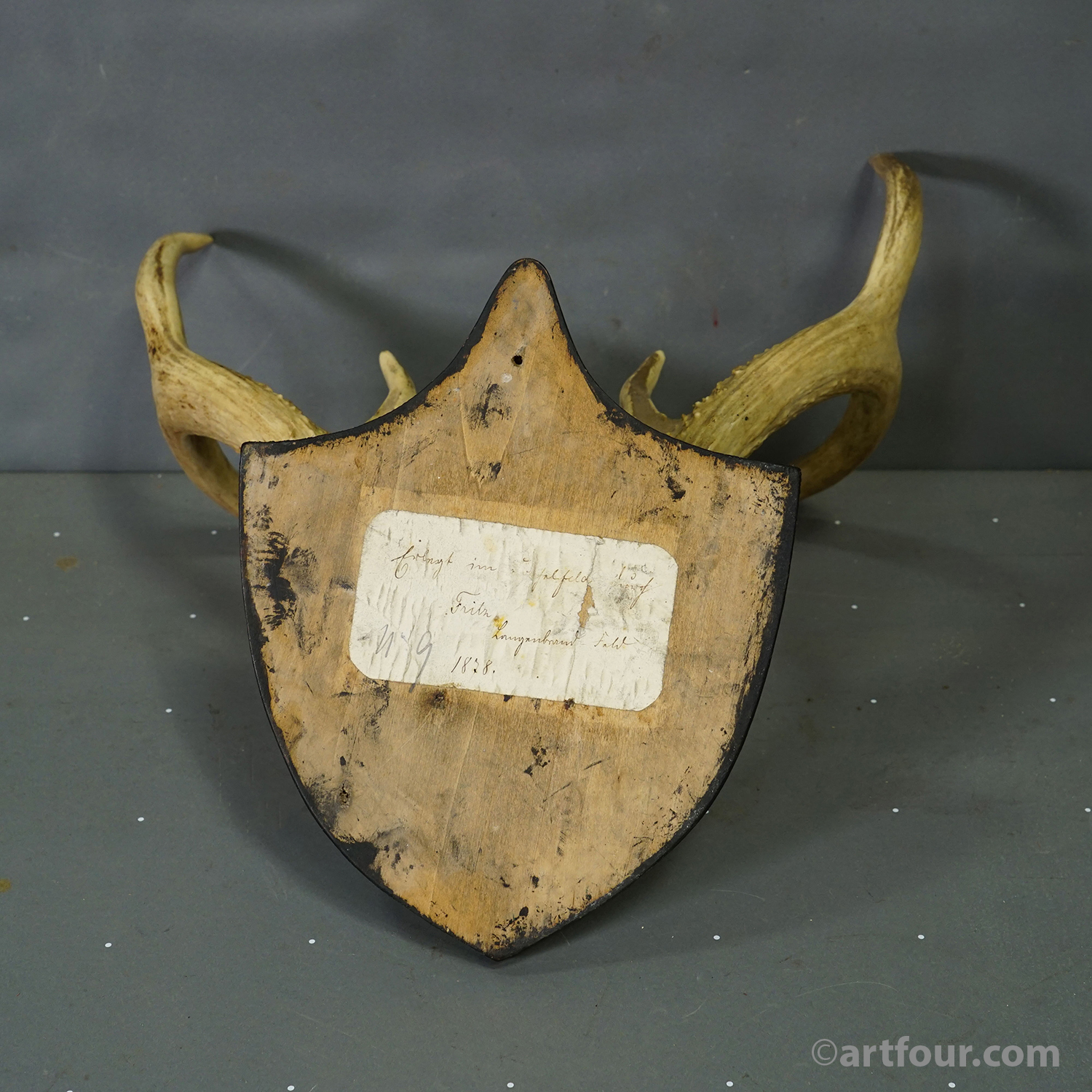 Black Forest White-Tailed Deer Trophy on Black Plaque Germany 1878