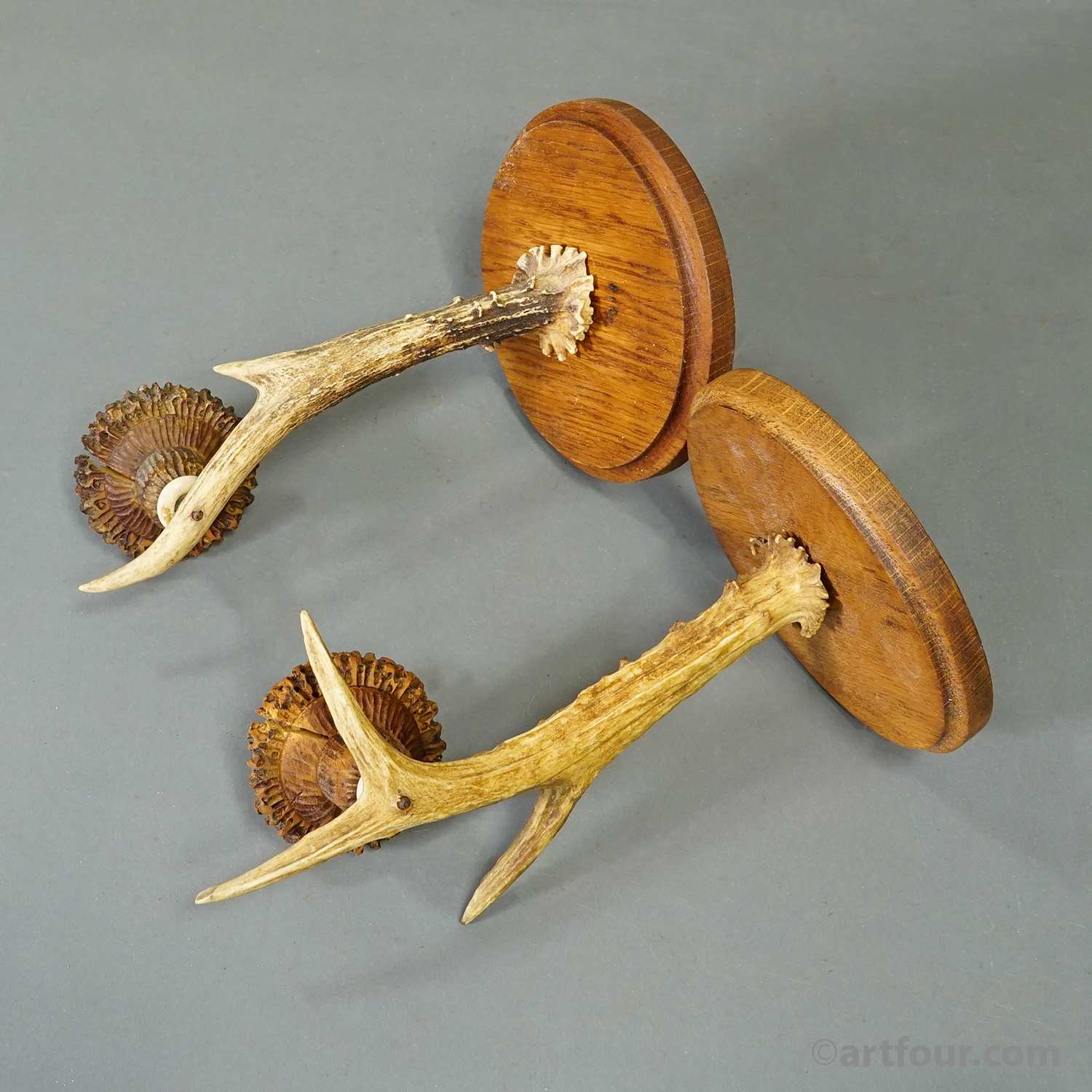 A Pair Great Black Forest Wall Sconces with Deer Antlers, Germany ca. 1950