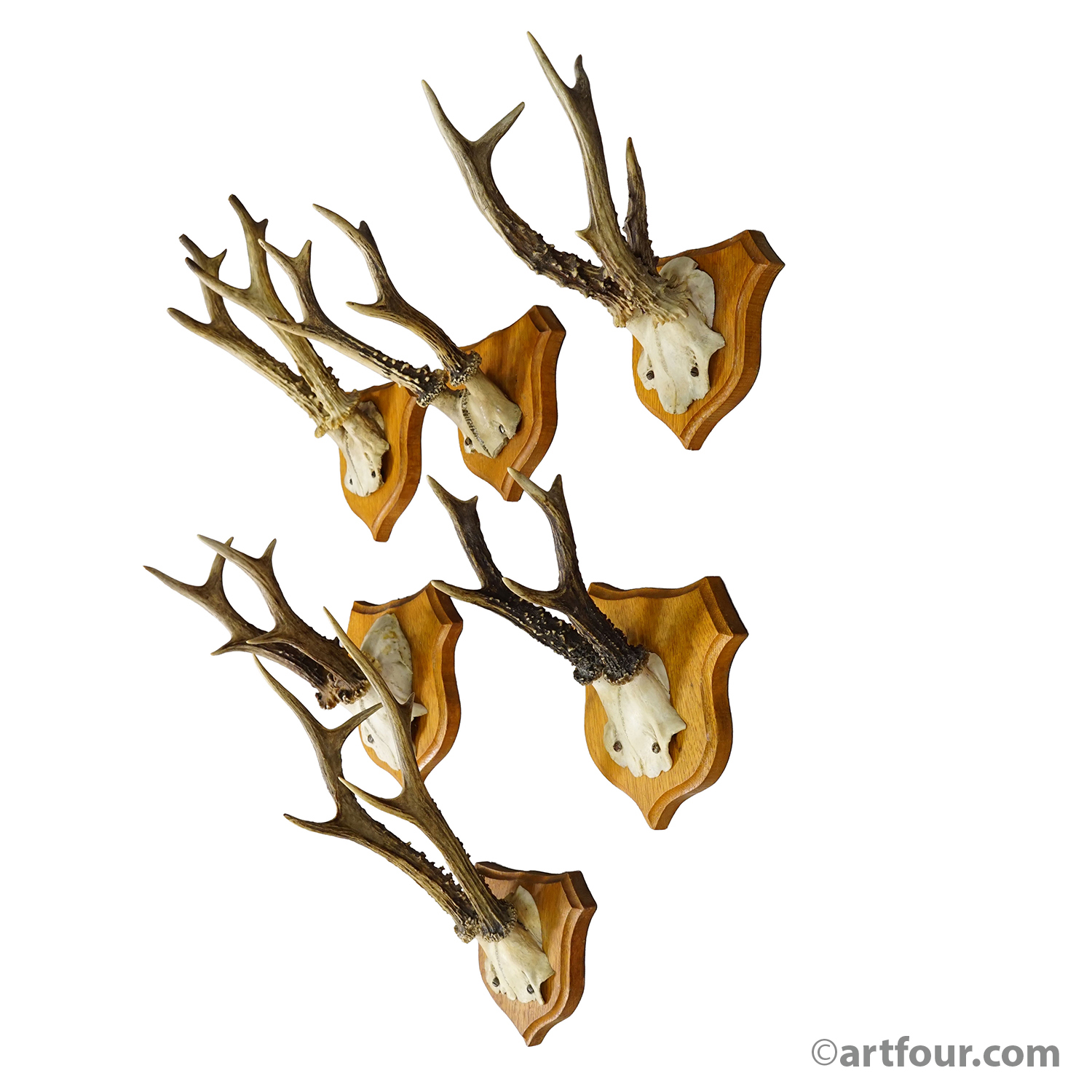 Six Large Roe Deer Trophies on Carved Plaques Germany 1950s