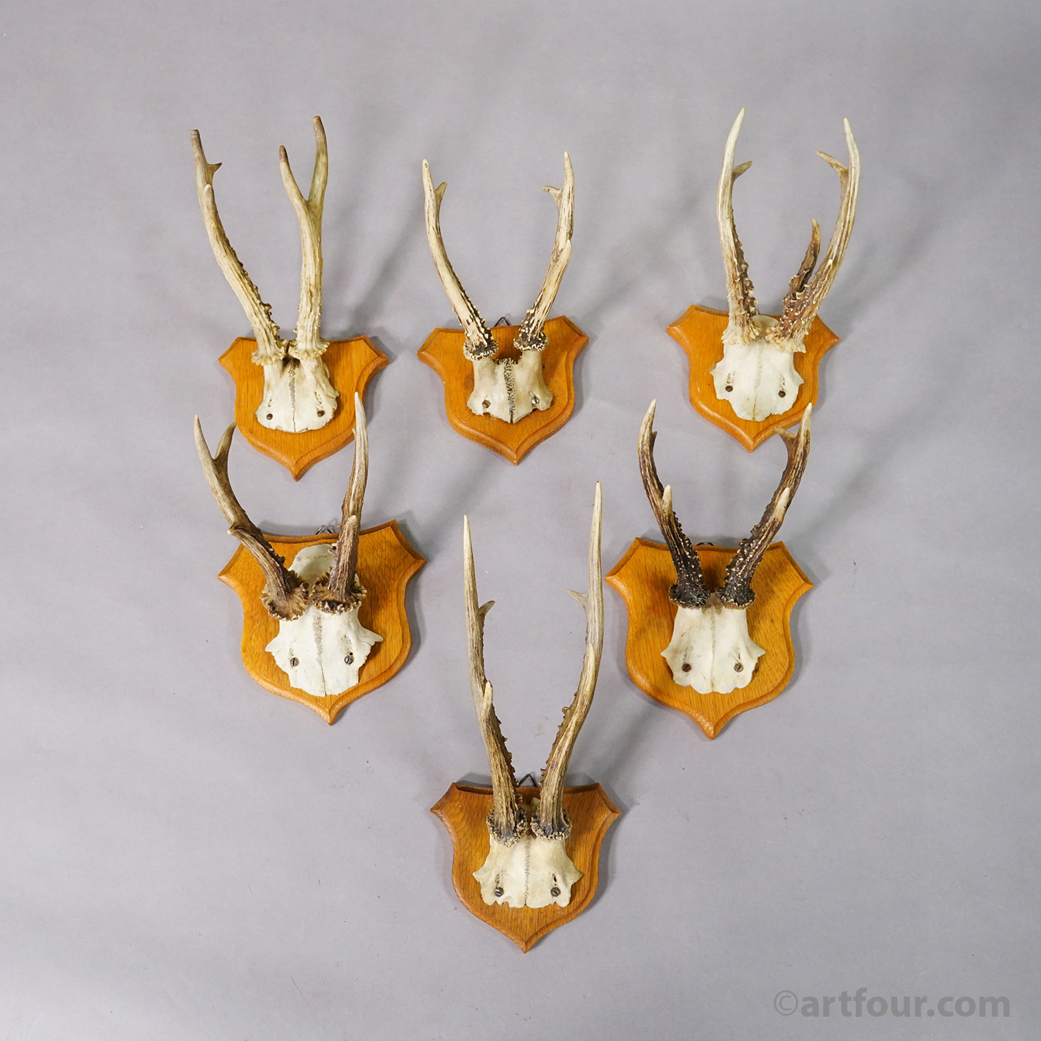 Six Large Roe Deer Trophies on Carved Plaques Germany 1950s