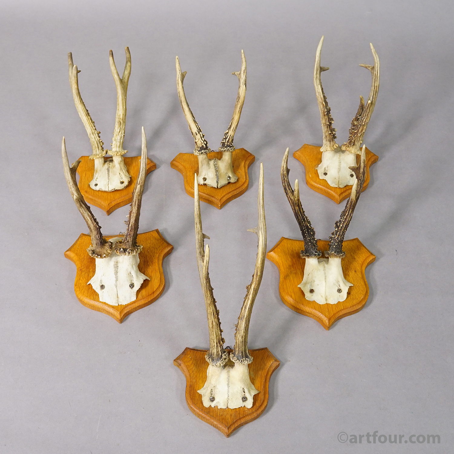 Six Large Roe Deer Trophies on Carved Plaques Germany 1950s