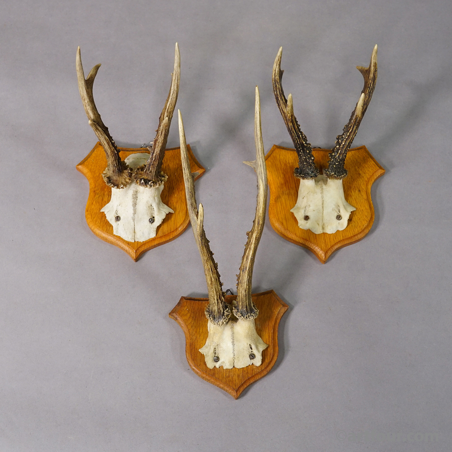 Six Large Roe Deer Trophies on Carved Plaques Germany 1950s