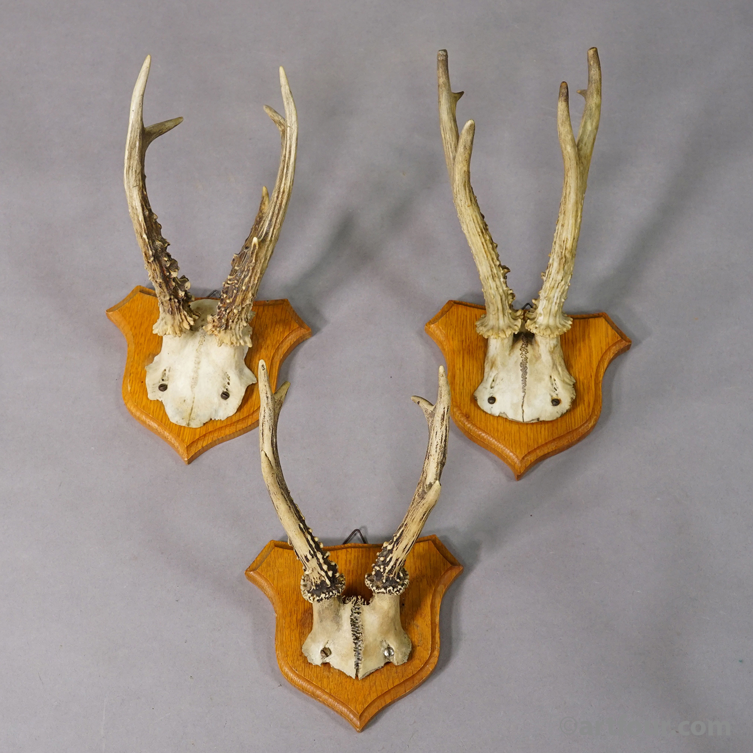 Six Large Roe Deer Trophies on Carved Plaques Germany 1950s