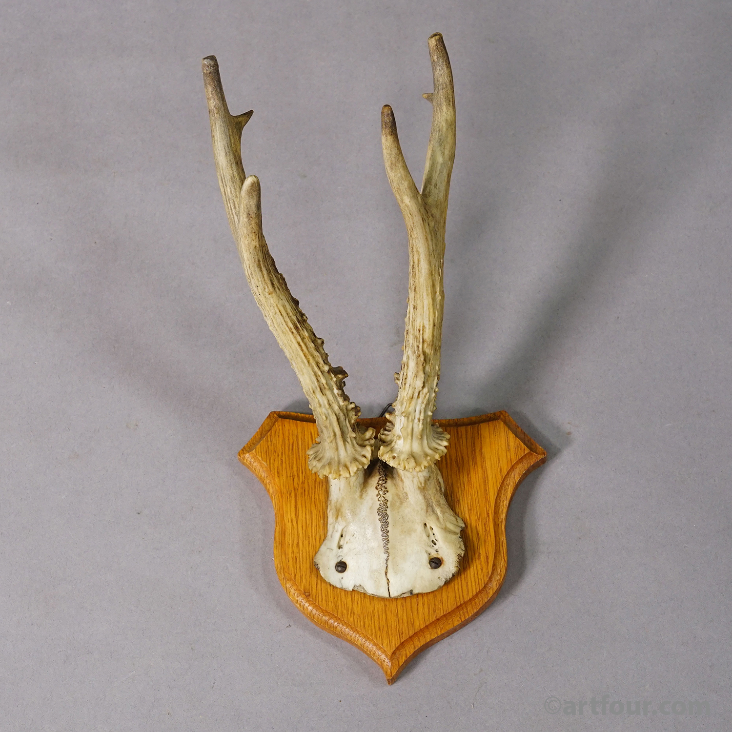 Six Large Roe Deer Trophies on Carved Plaques Germany 1950s