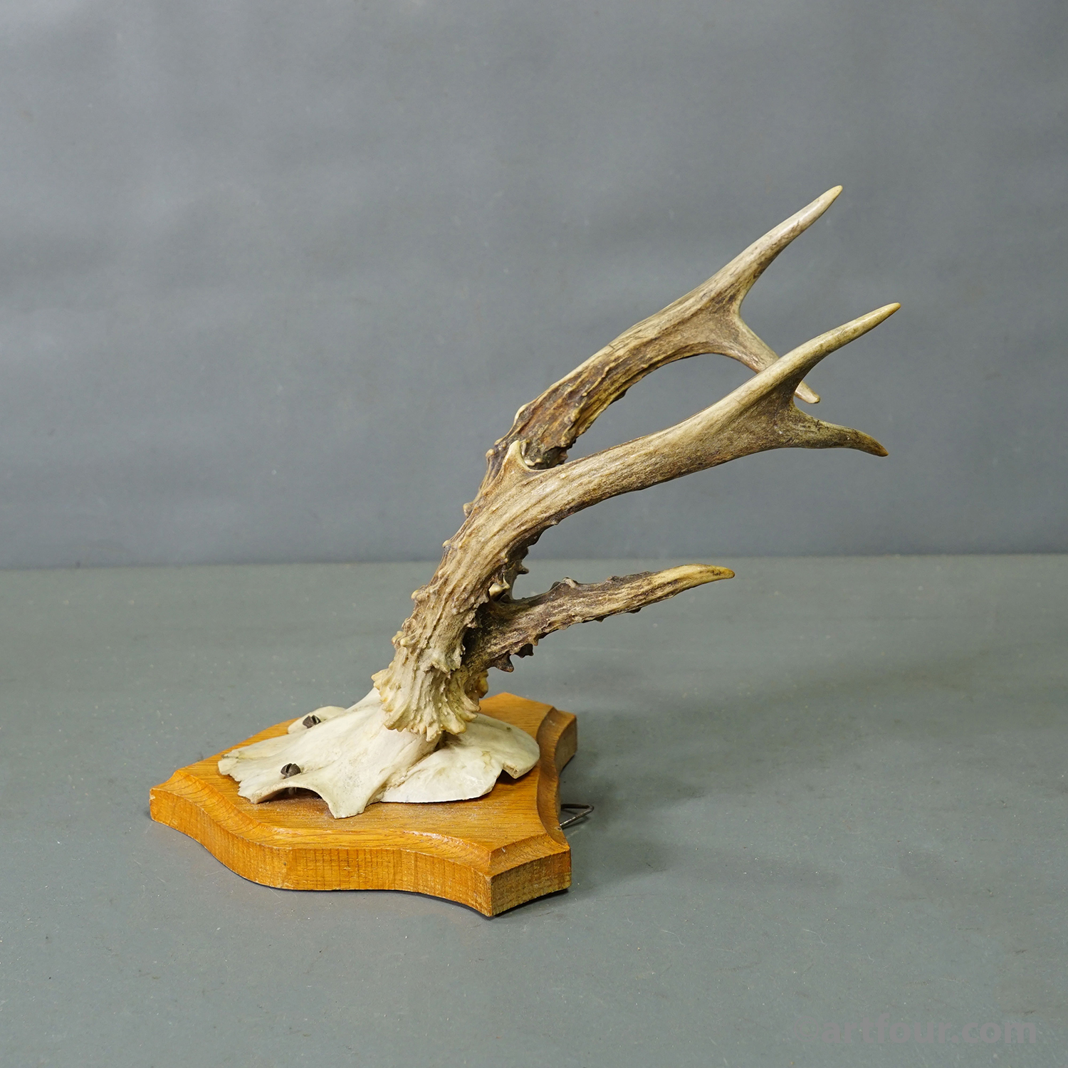 Six Large Roe Deer Trophies on Carved Plaques Germany 1950s