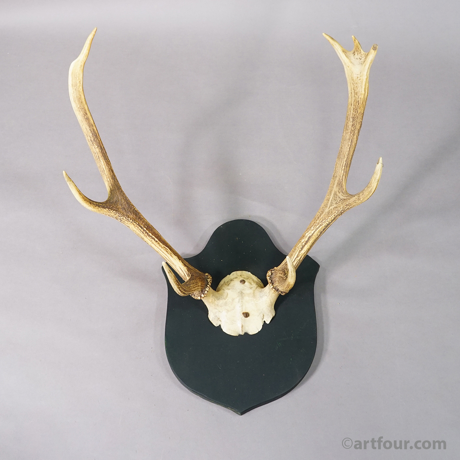 Antique Large Black Forest Red Deer Trophy on Carved Plaque - Germany 1846