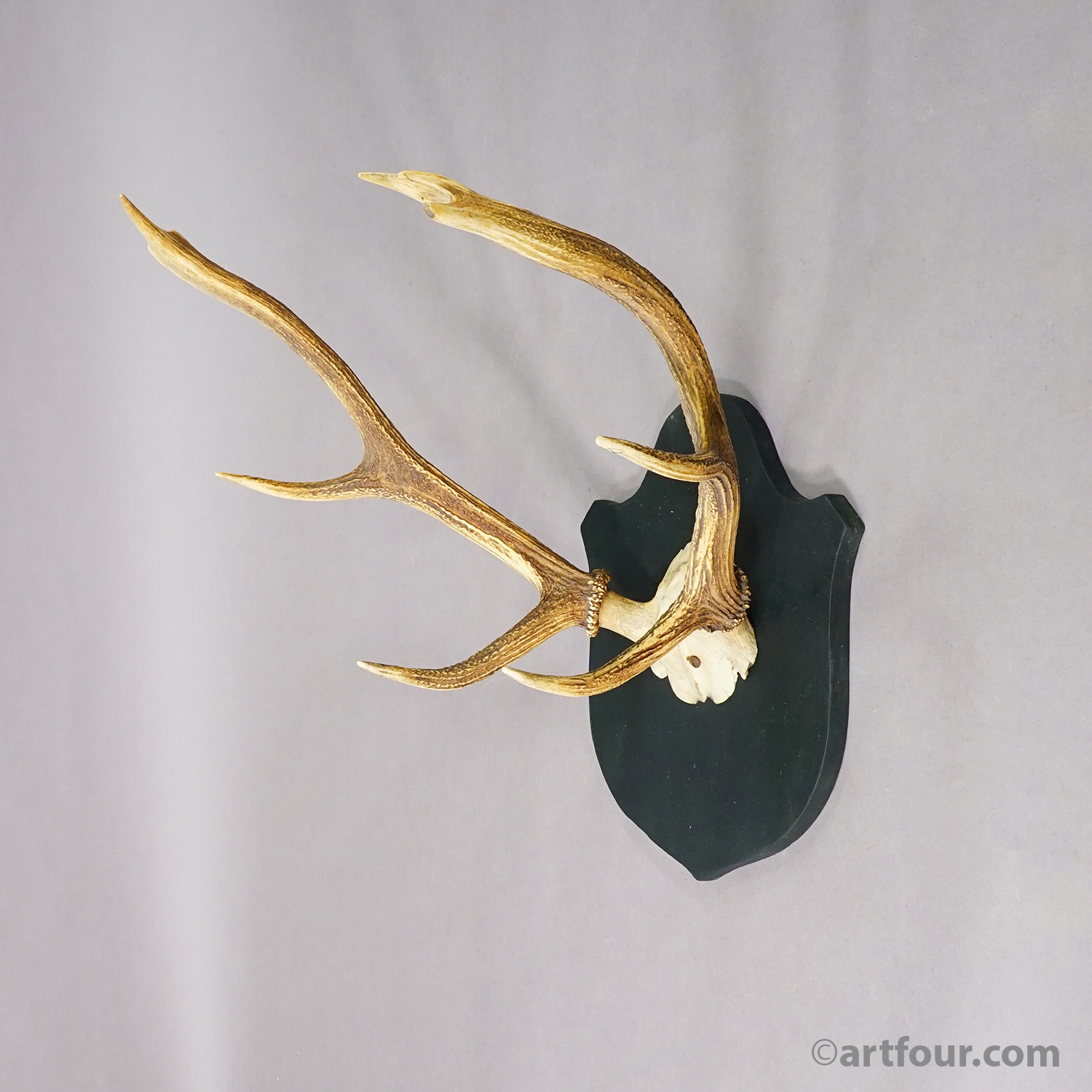 Antique Large Black Forest Red Deer Trophy on Carved Plaque - Germany 1846