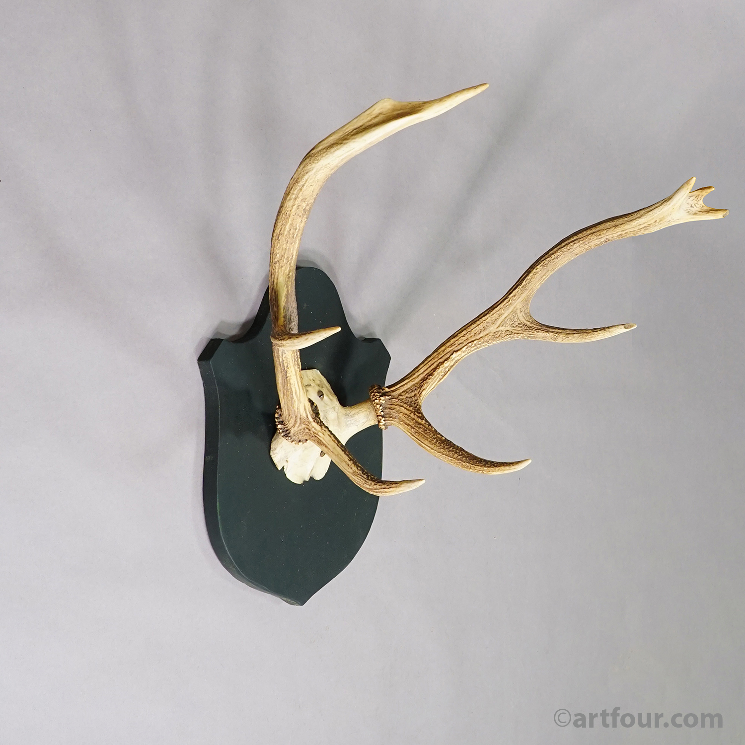 Antique Large Black Forest Red Deer Trophy on Carved Plaque - Germany 1846