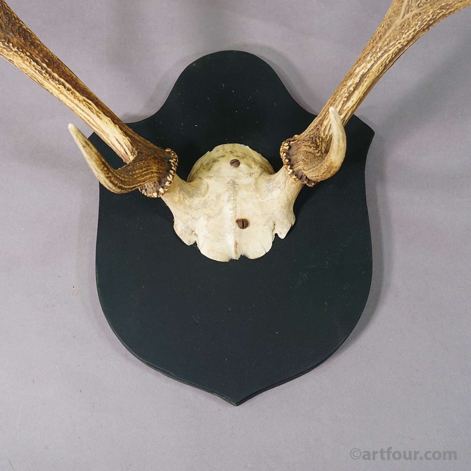 Antique Large Black Forest Red Deer Trophy on Carved Plaque - Germany 1846