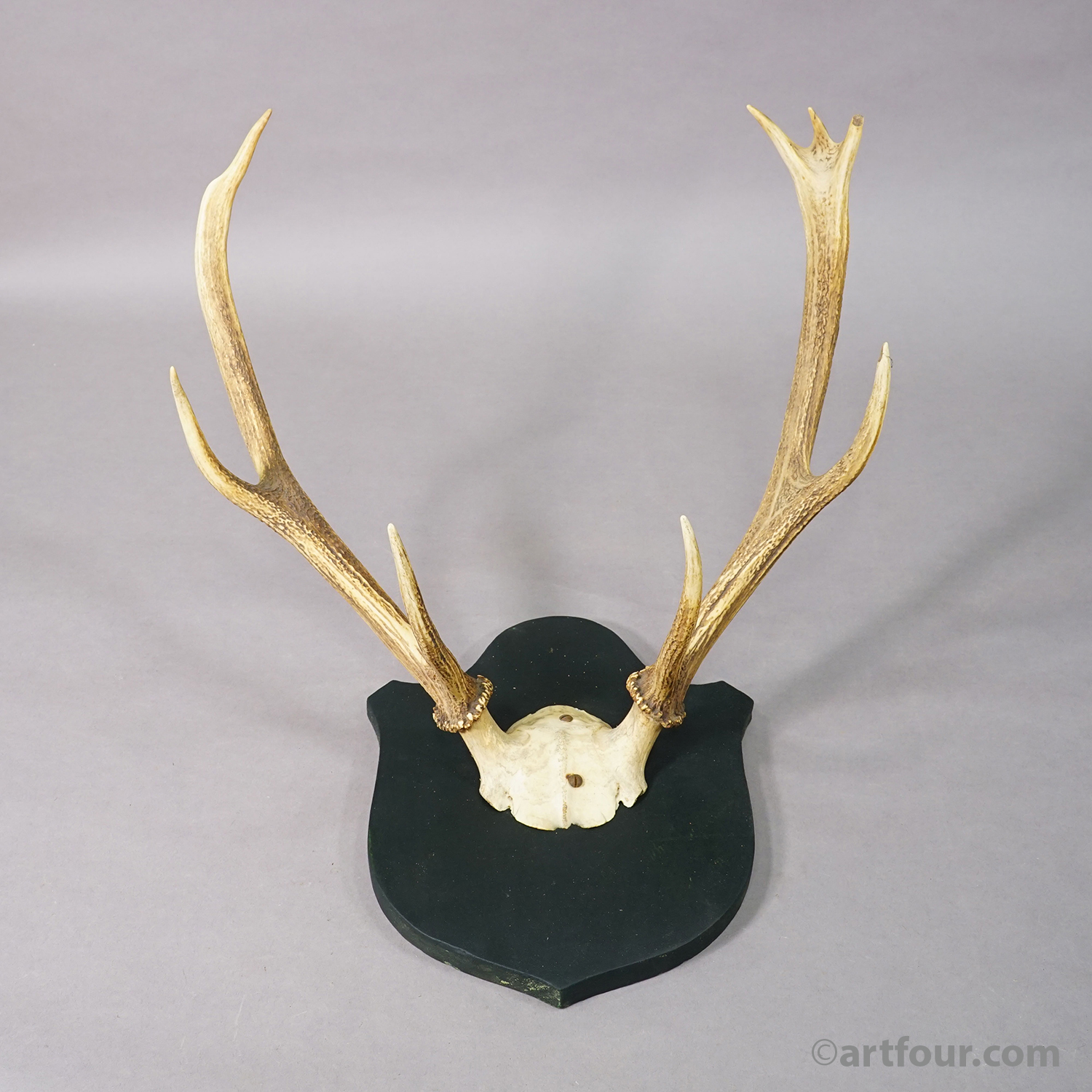Antique Large Black Forest Red Deer Trophy on Carved Plaque - Germany 1846
