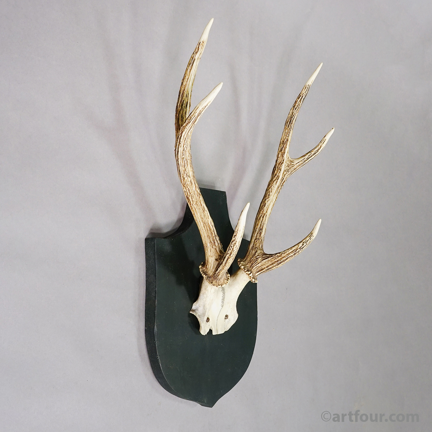 Antique Black Forest Sika Deer Trophy on Wooden Plaque - Germany ca. 1900s