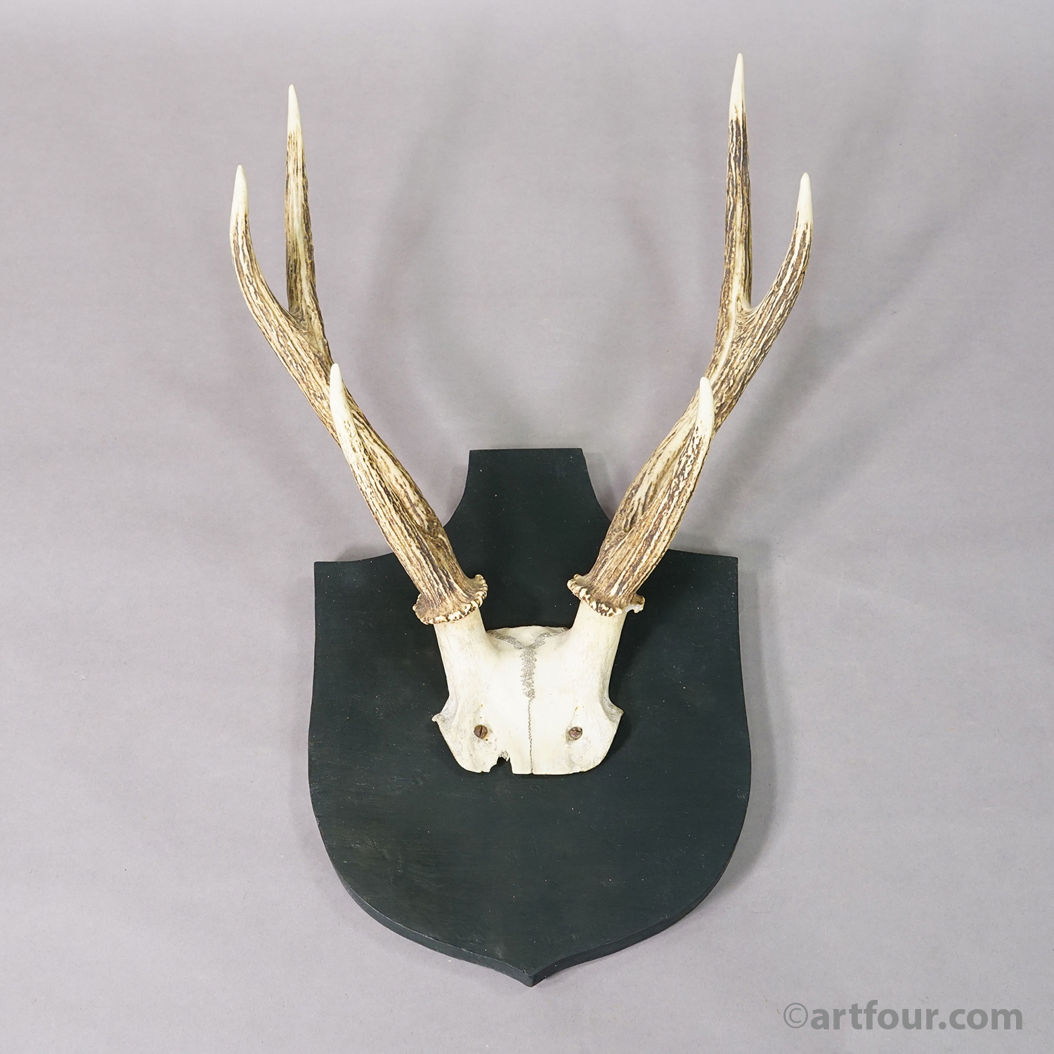 Antique Black Forest Sika Deer Trophy on Wooden Plaque - Germany ca. 1900s